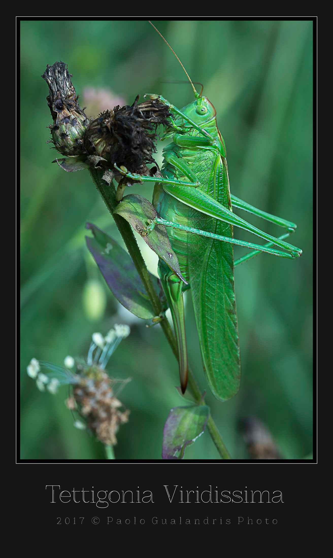 Tettigonia  Viridissima