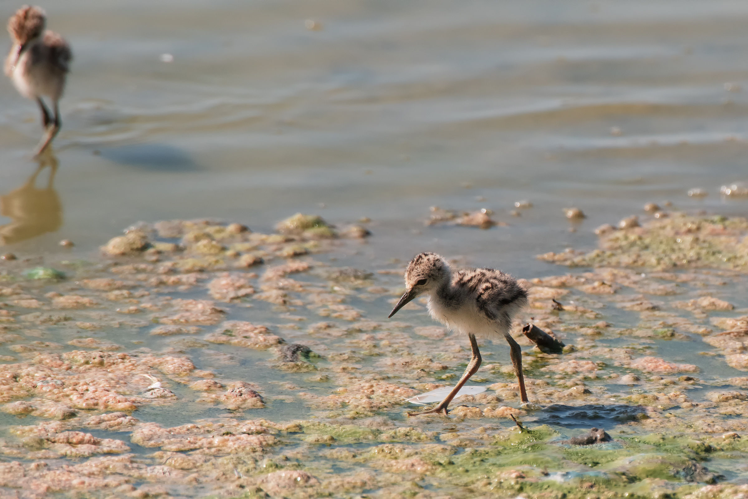 I pulli del Cavaliere d'Italia