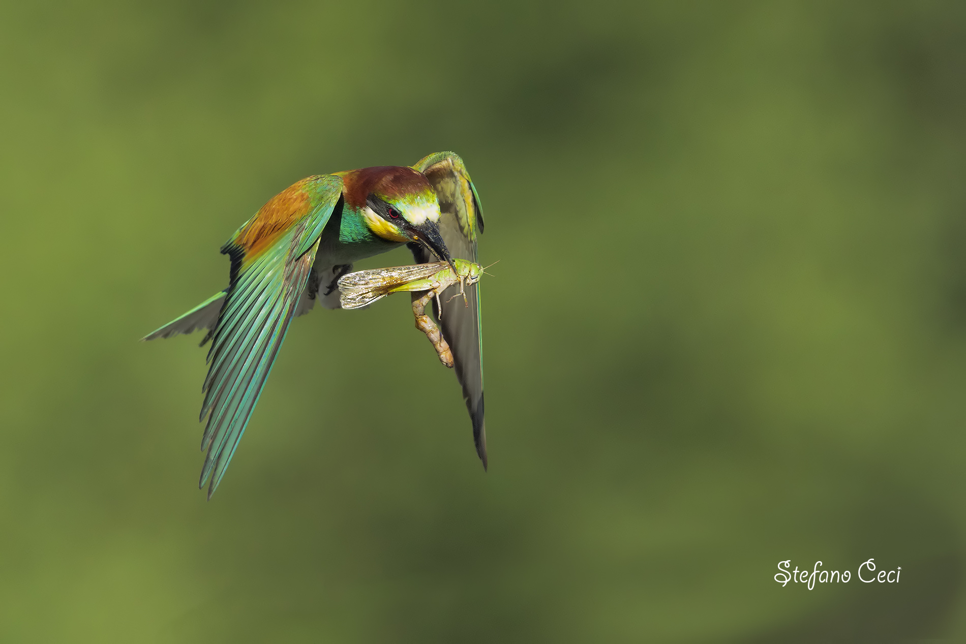 Il gruccione e la cavalletta