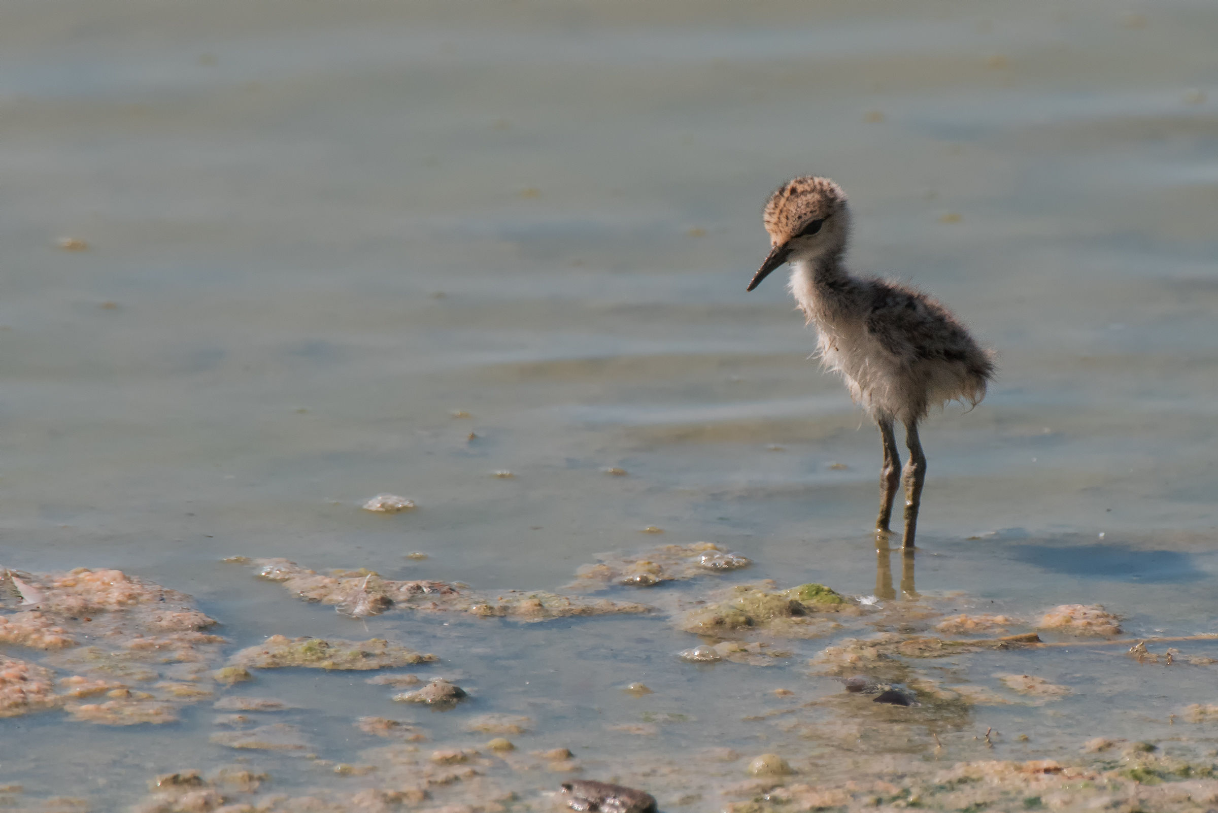 One day I'll be a Knight!