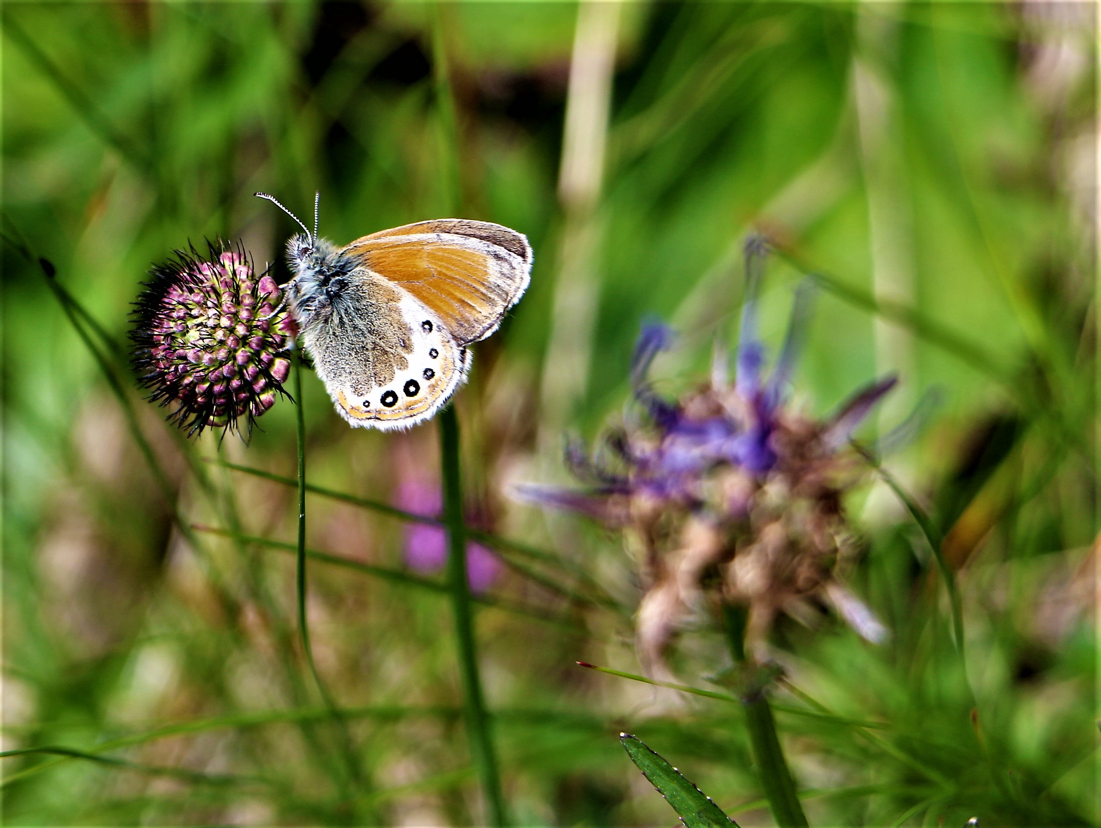 I'm small as small but beautiful as the big ones