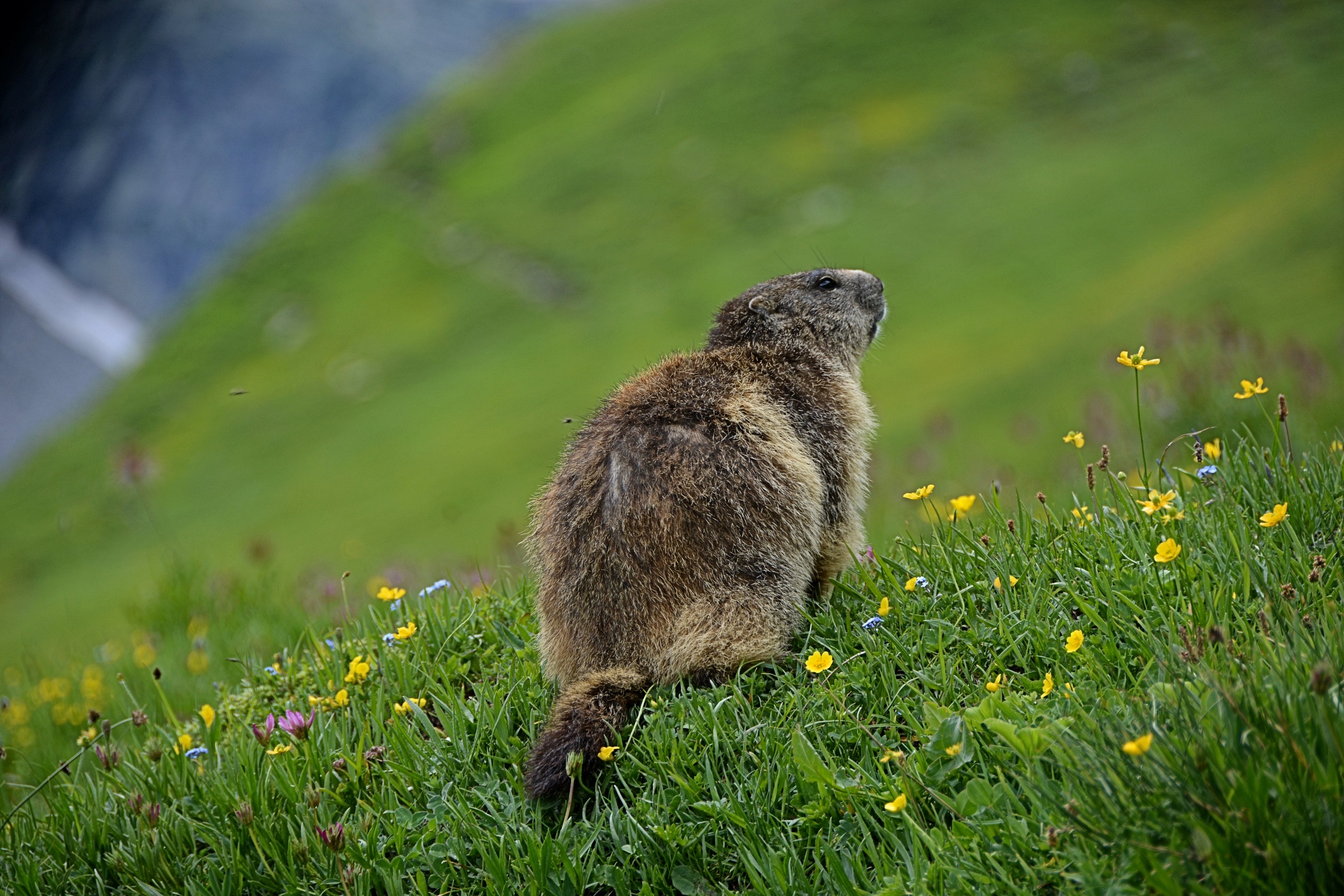 " Abitanti " ...del Nivolet 2