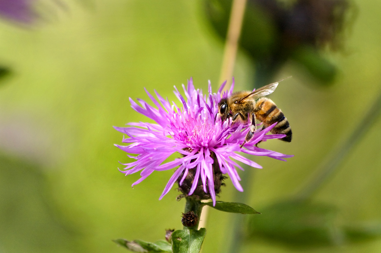 Che buono il nettare