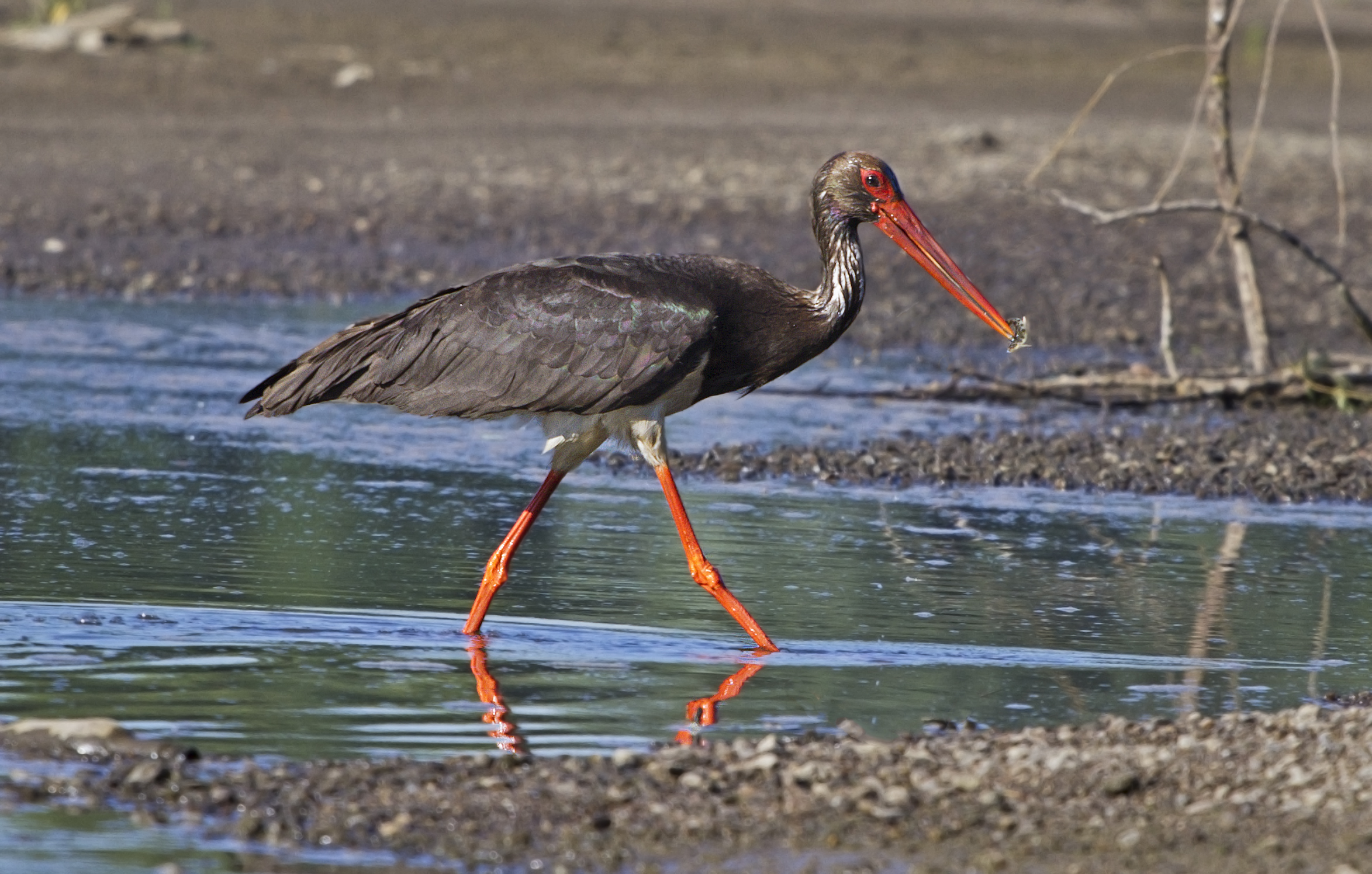 Black stork