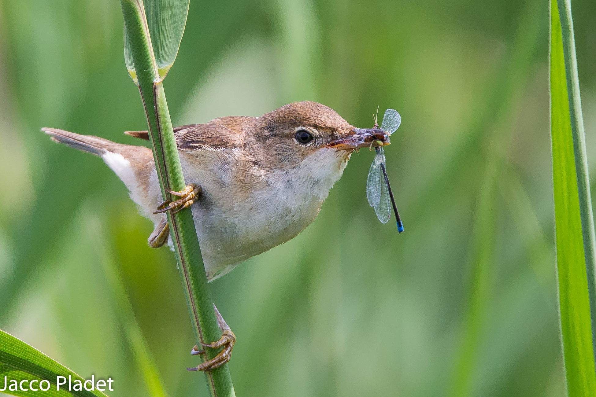 feeding young