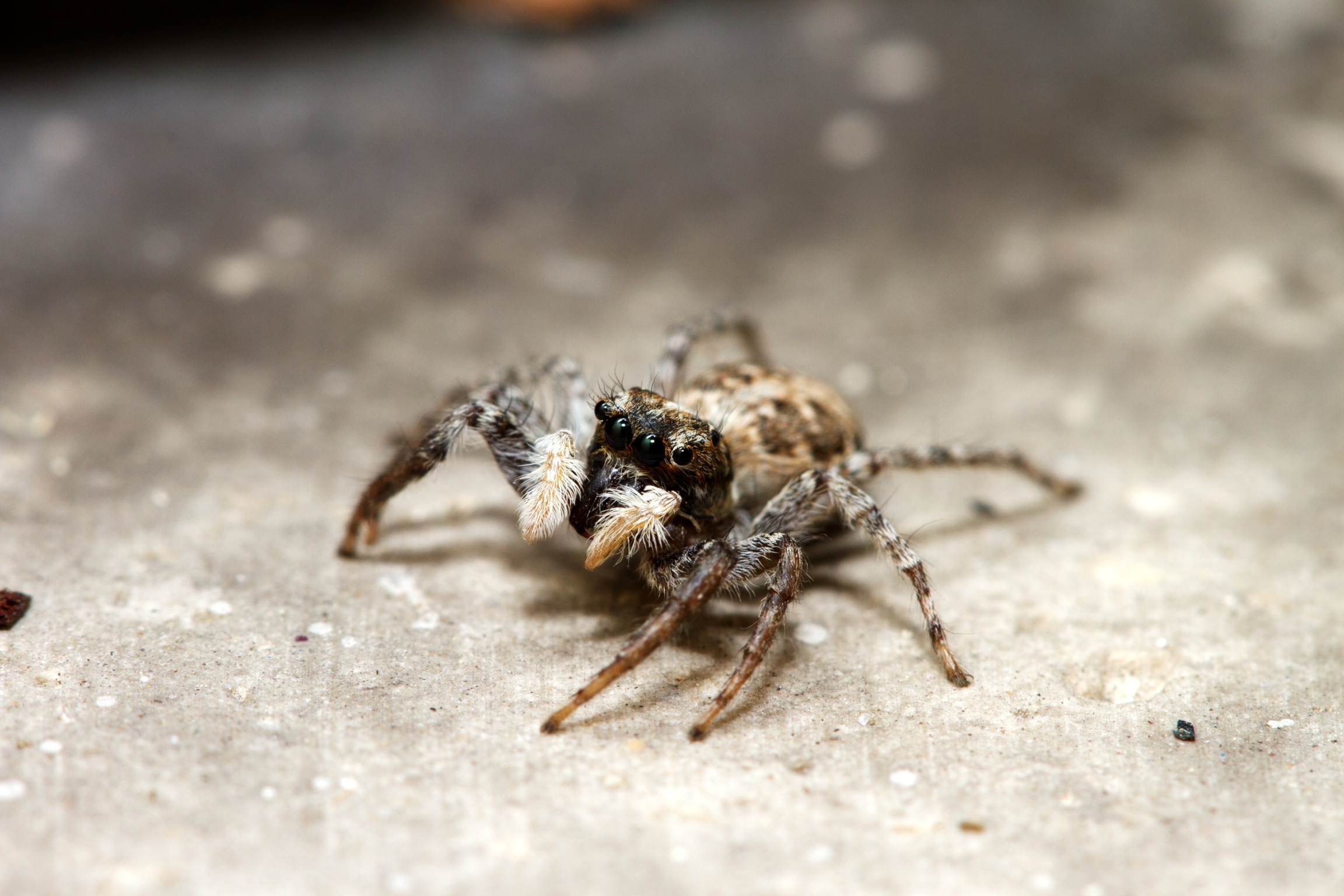 Menemerus semilimbatus femmina