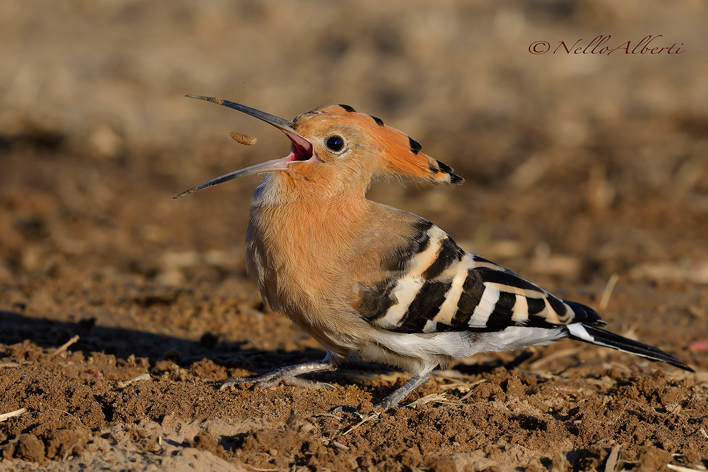 upupa prima colazione