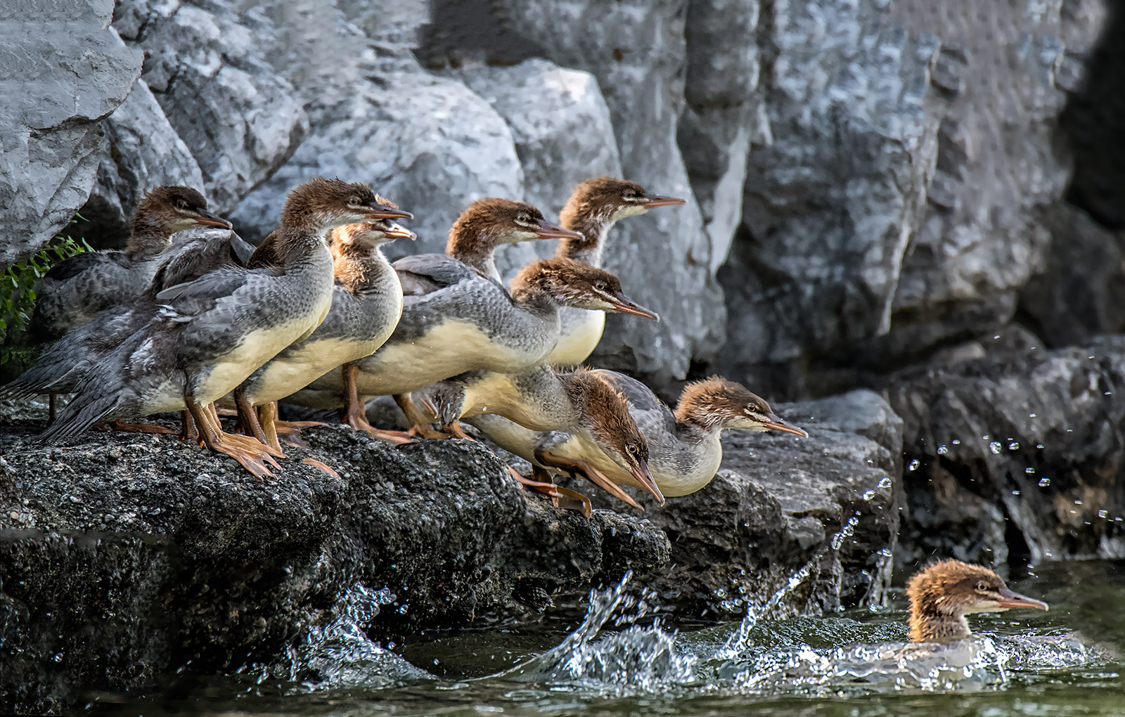 mergansers