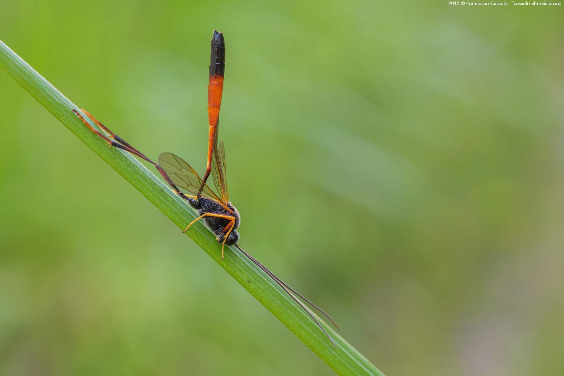 Ammophila Kirby, 1798