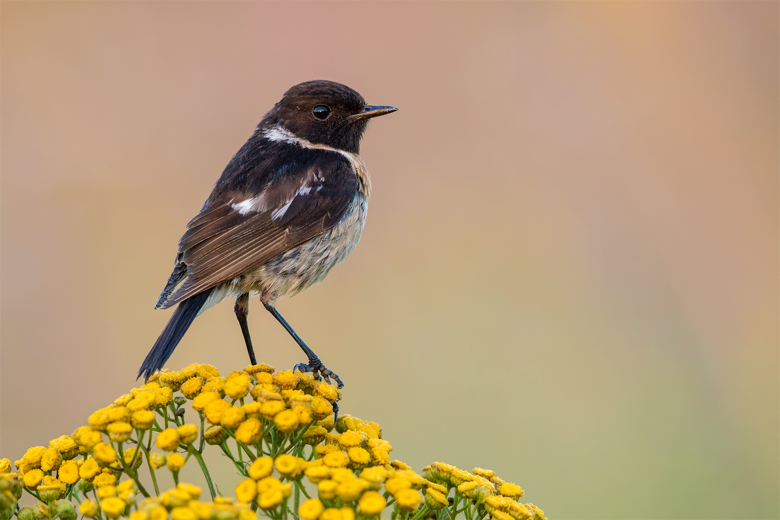 Stonechat