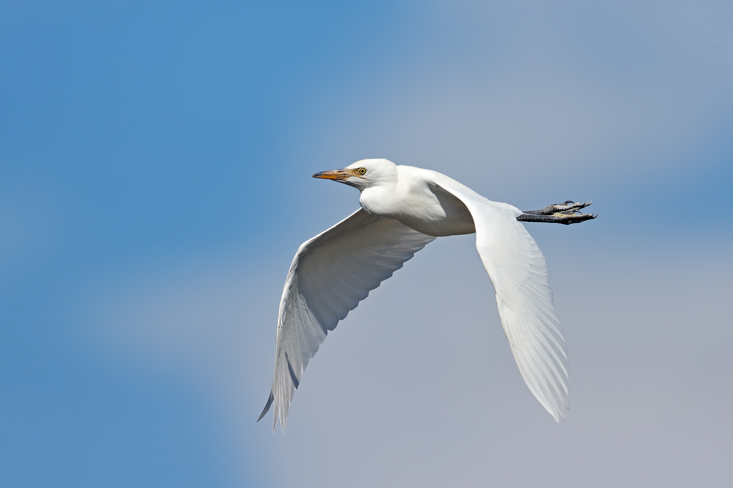 Games in the wind - watch heron