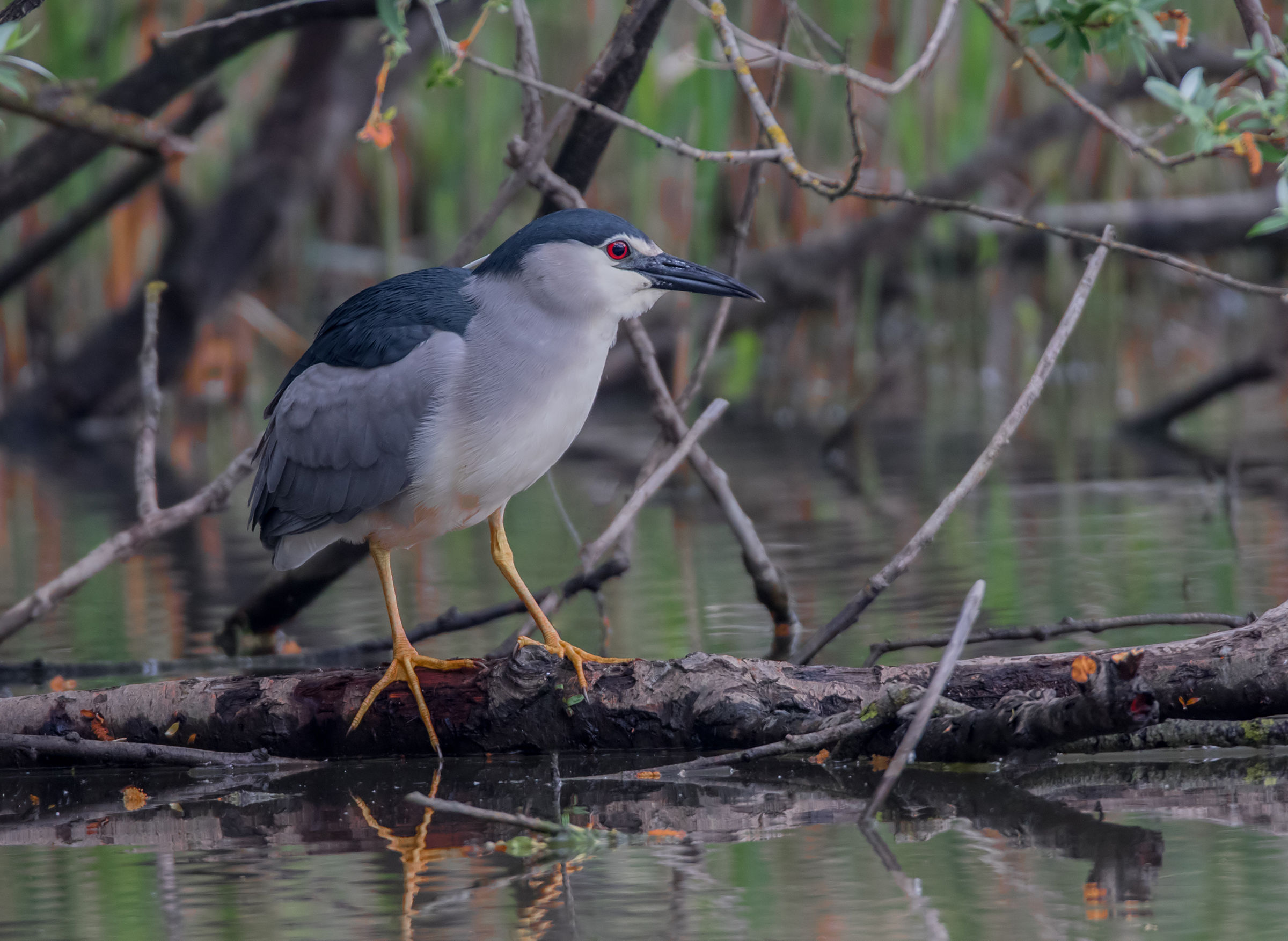 In the thick of the swamp