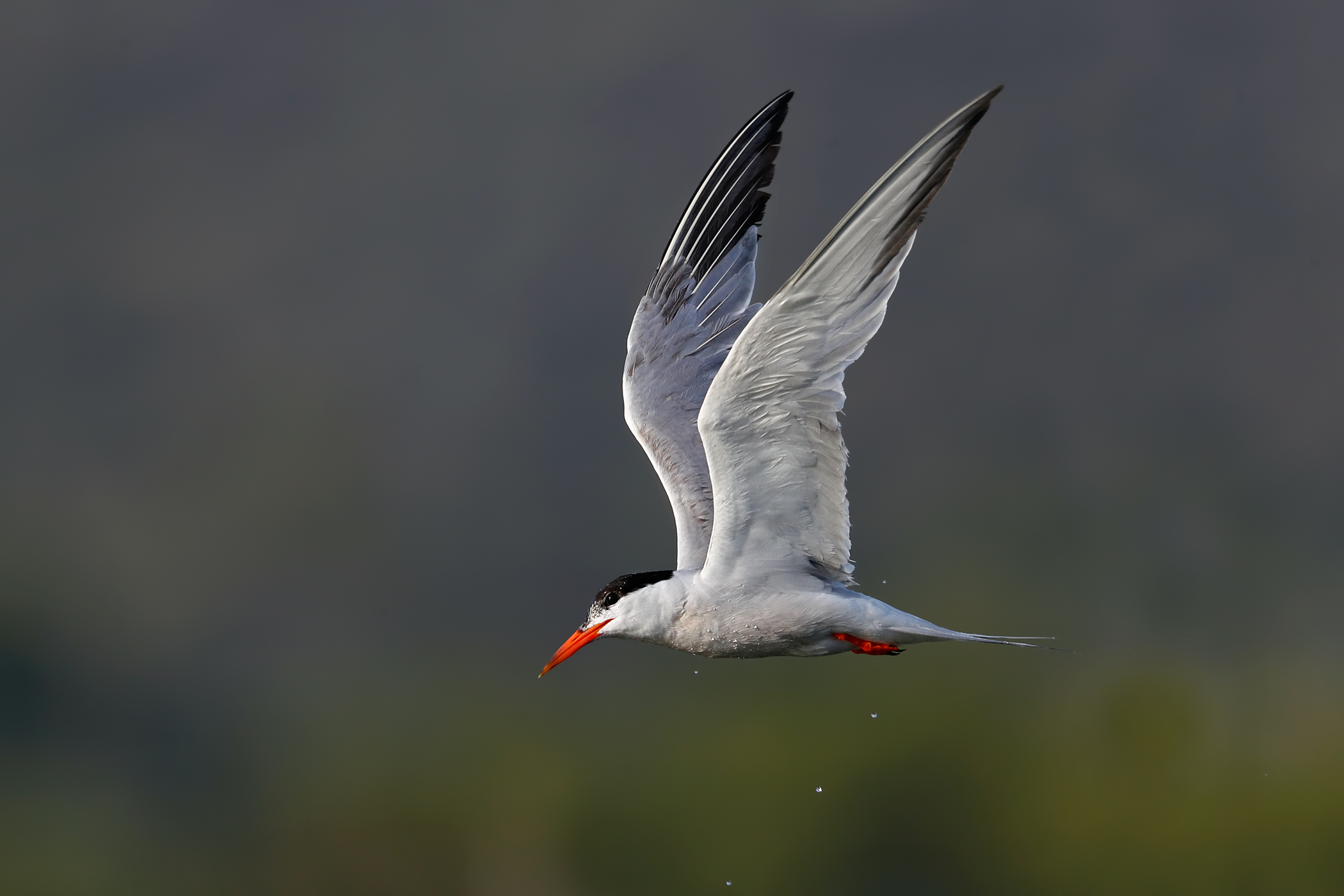 Dopo il tuffo 2 - Sterna comune