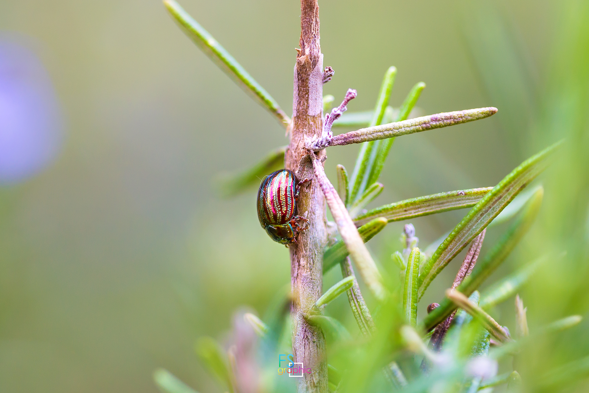 Chrysolina americana