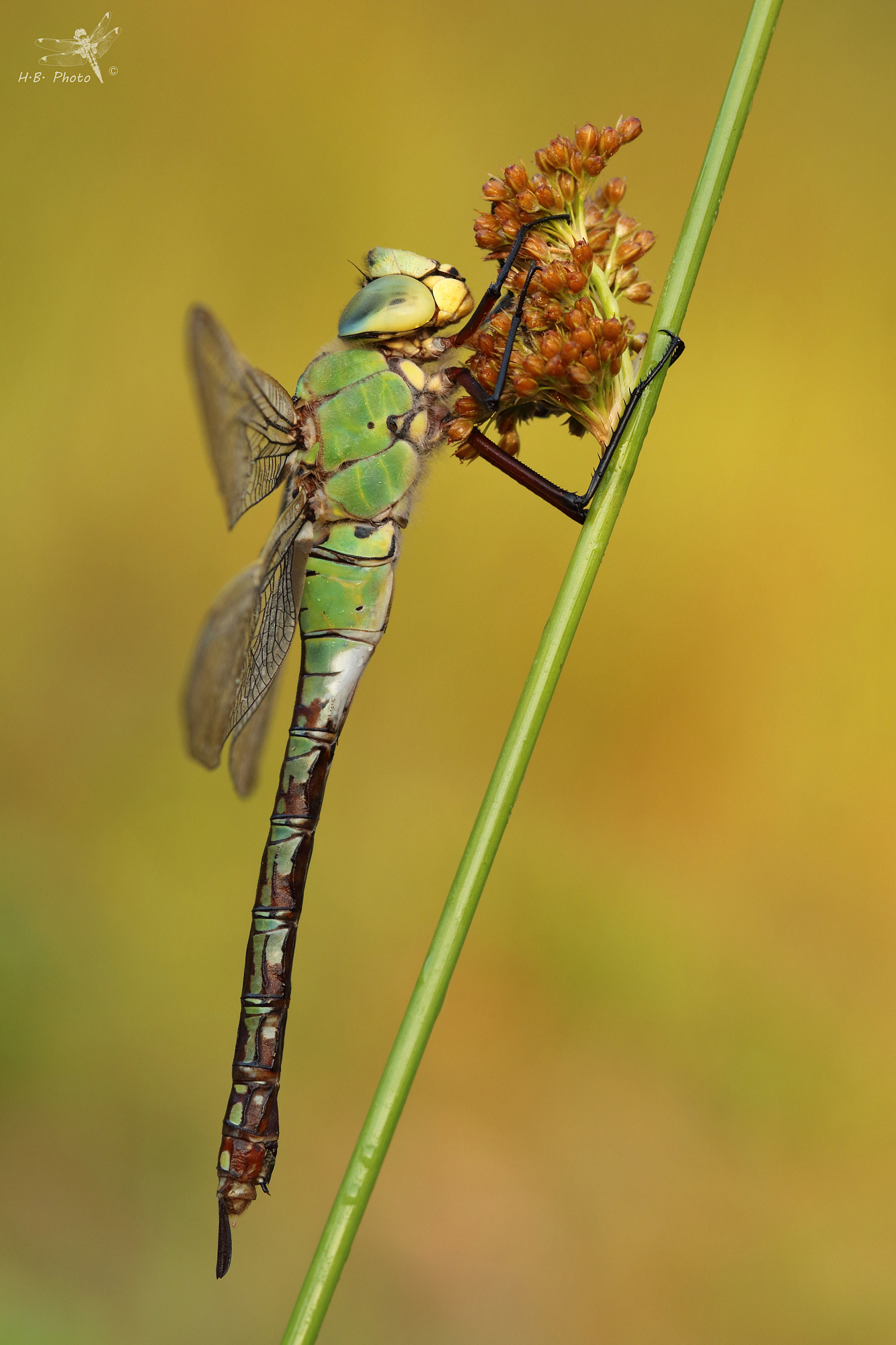 Anax imperator, female. In the first rays of the sun