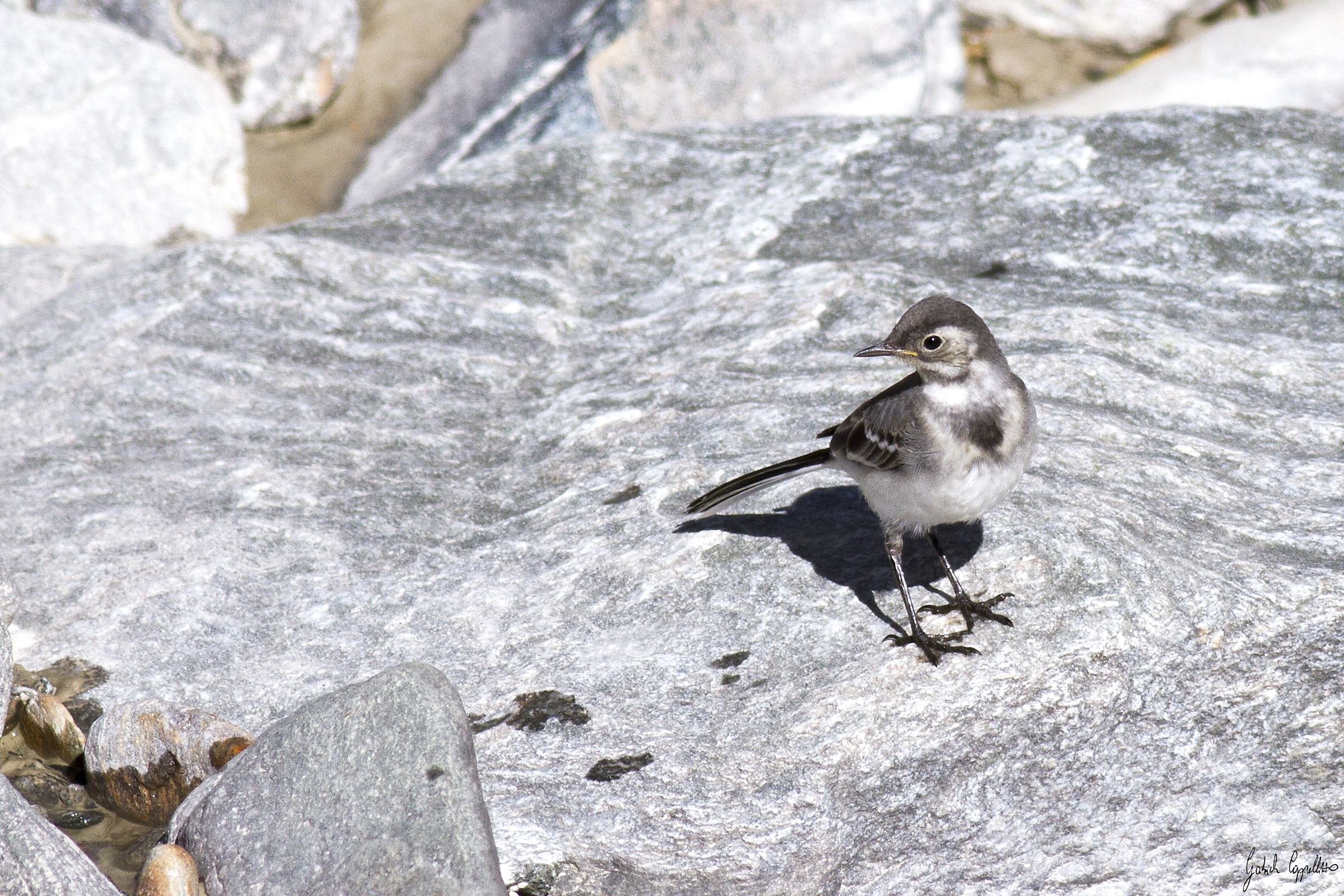 Ballerina bianca ( Matocilla alba)