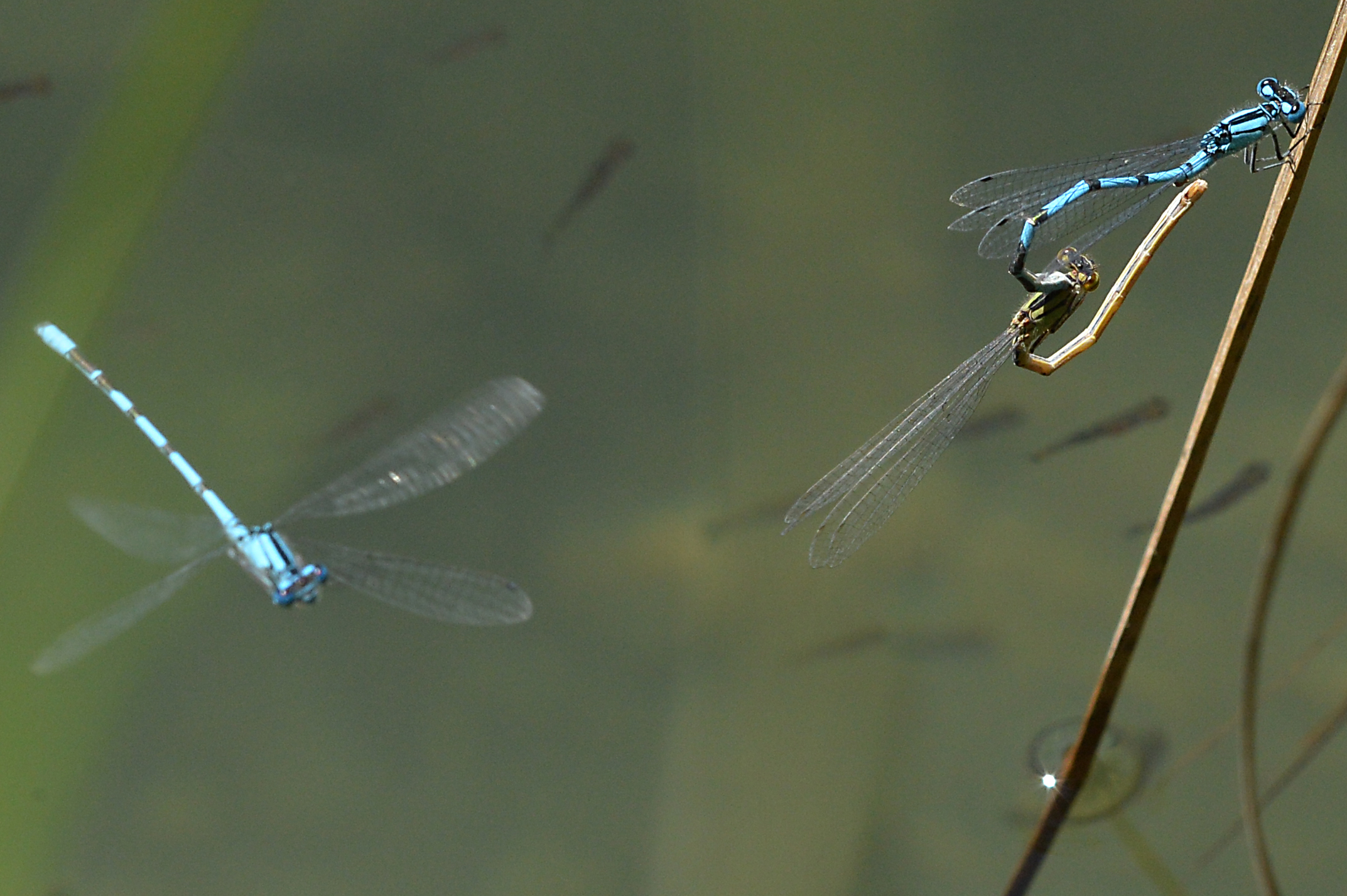 Libellule in amore con guardone