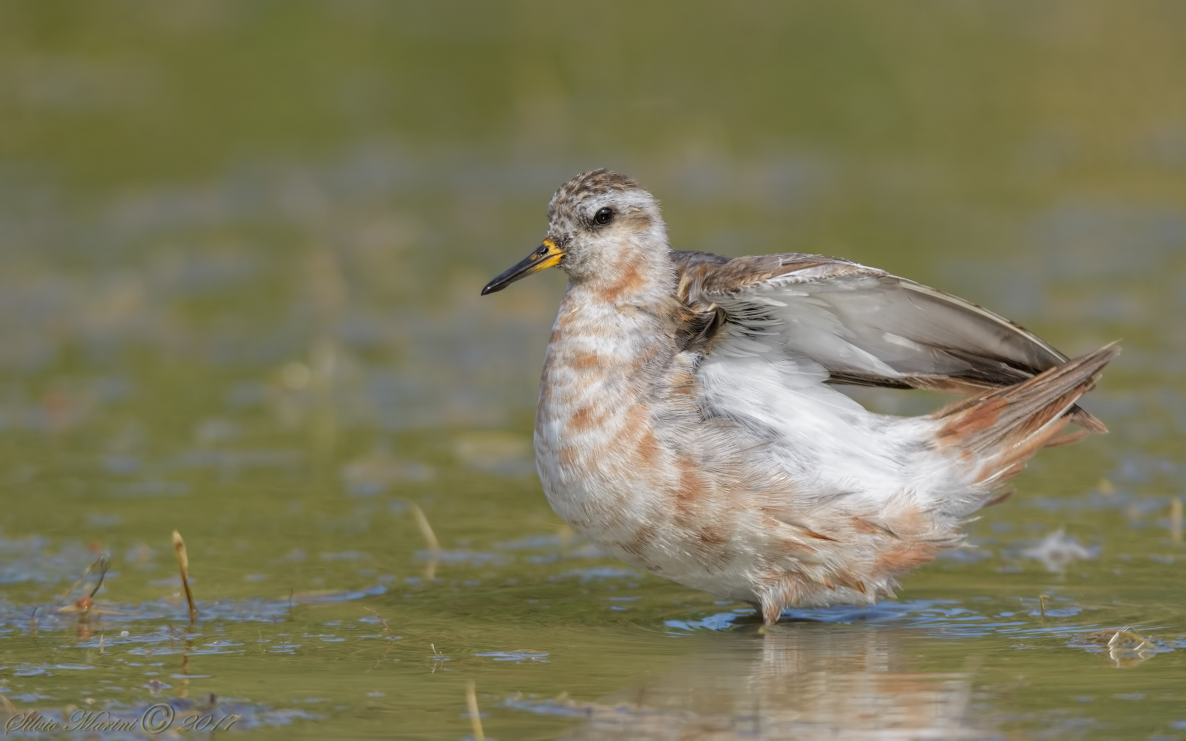 Falaropo beccolargo (Phalaropus fulicarius)