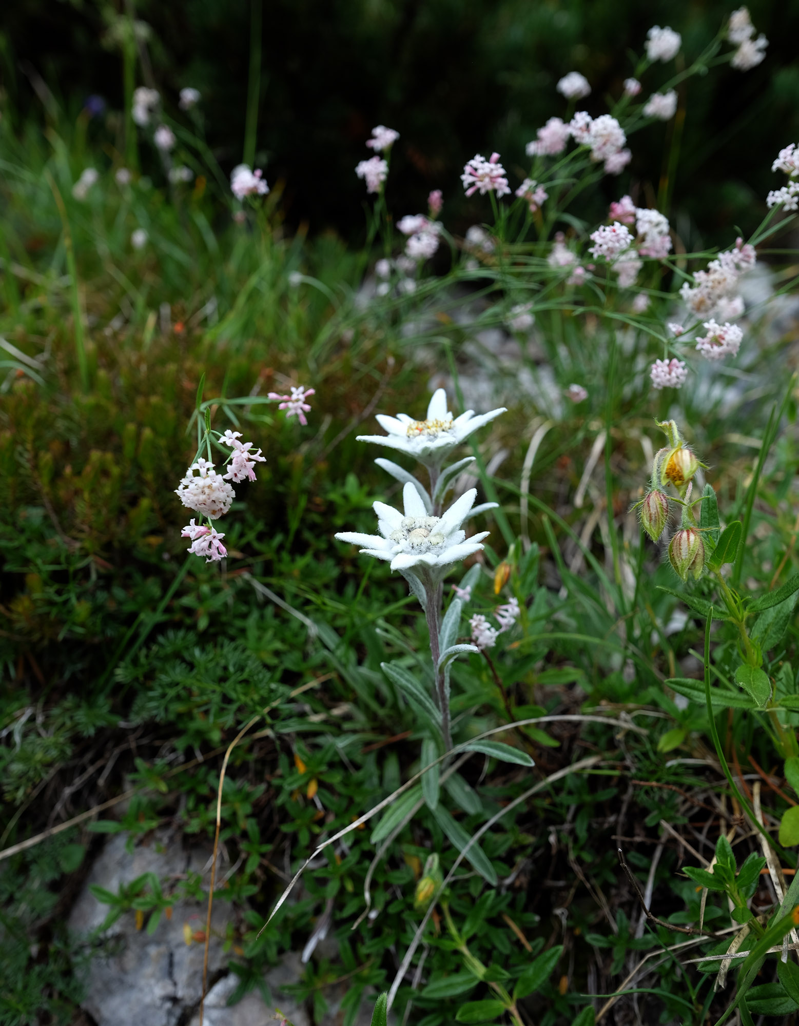 Stella alpina