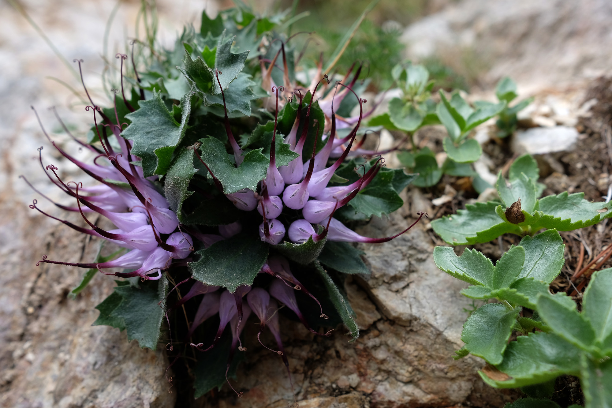 Raponzolo montano