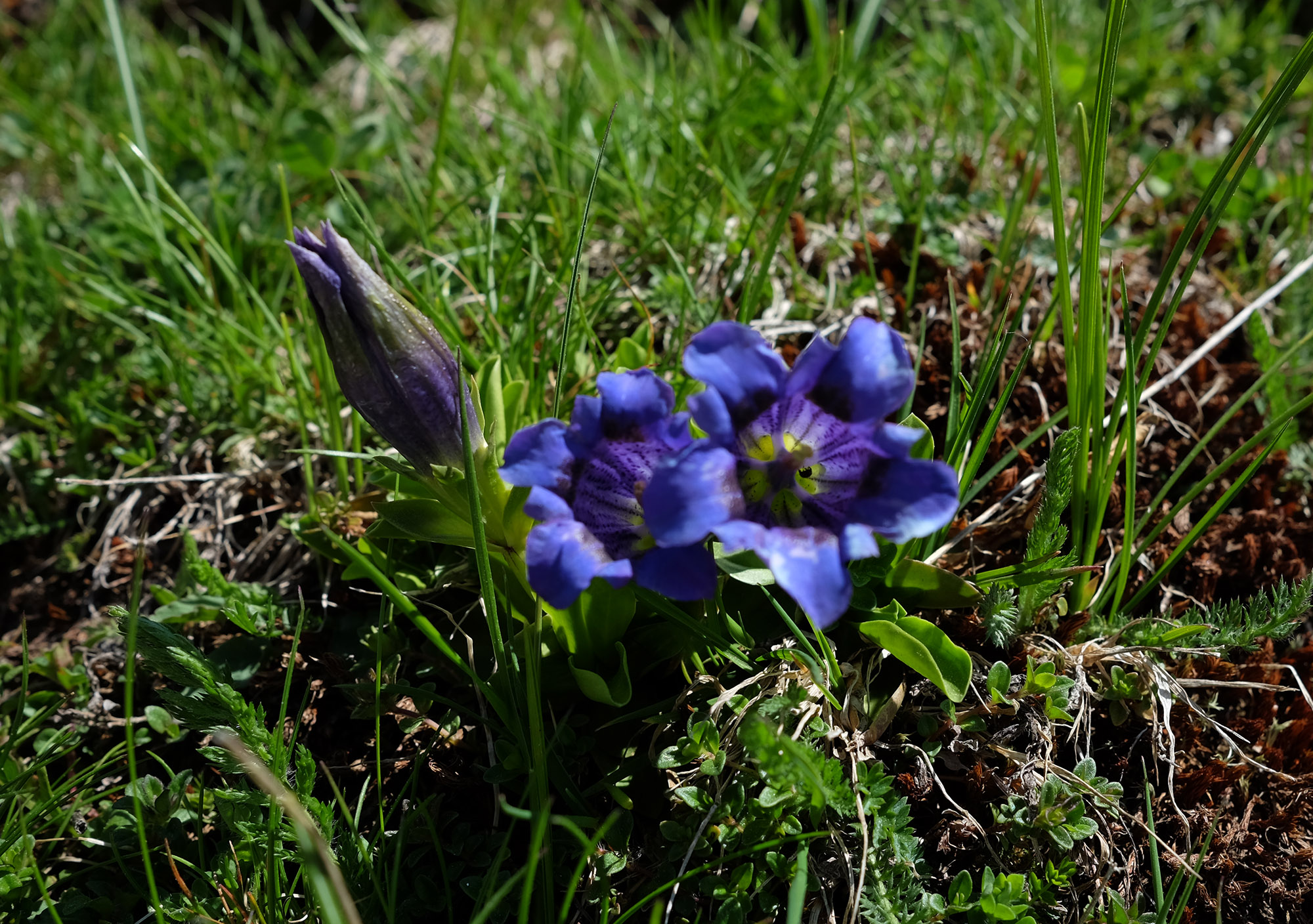 Genzianella