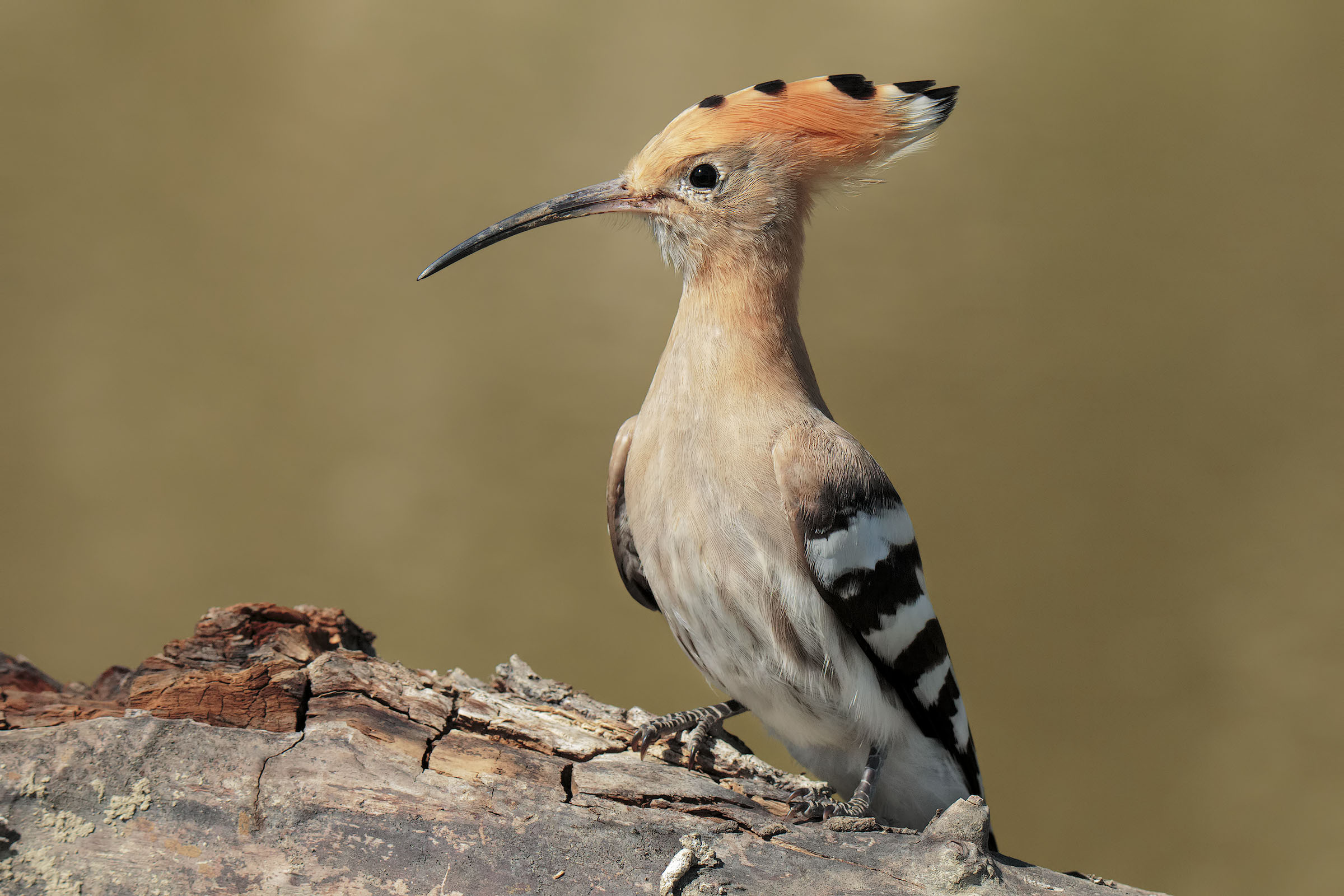 Hoopoe