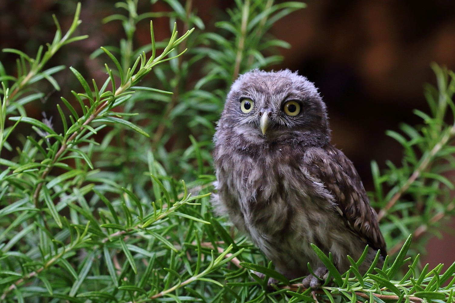 Young owl