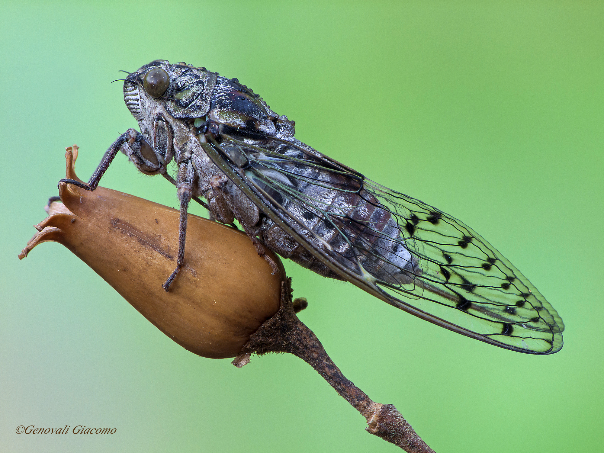 cicada