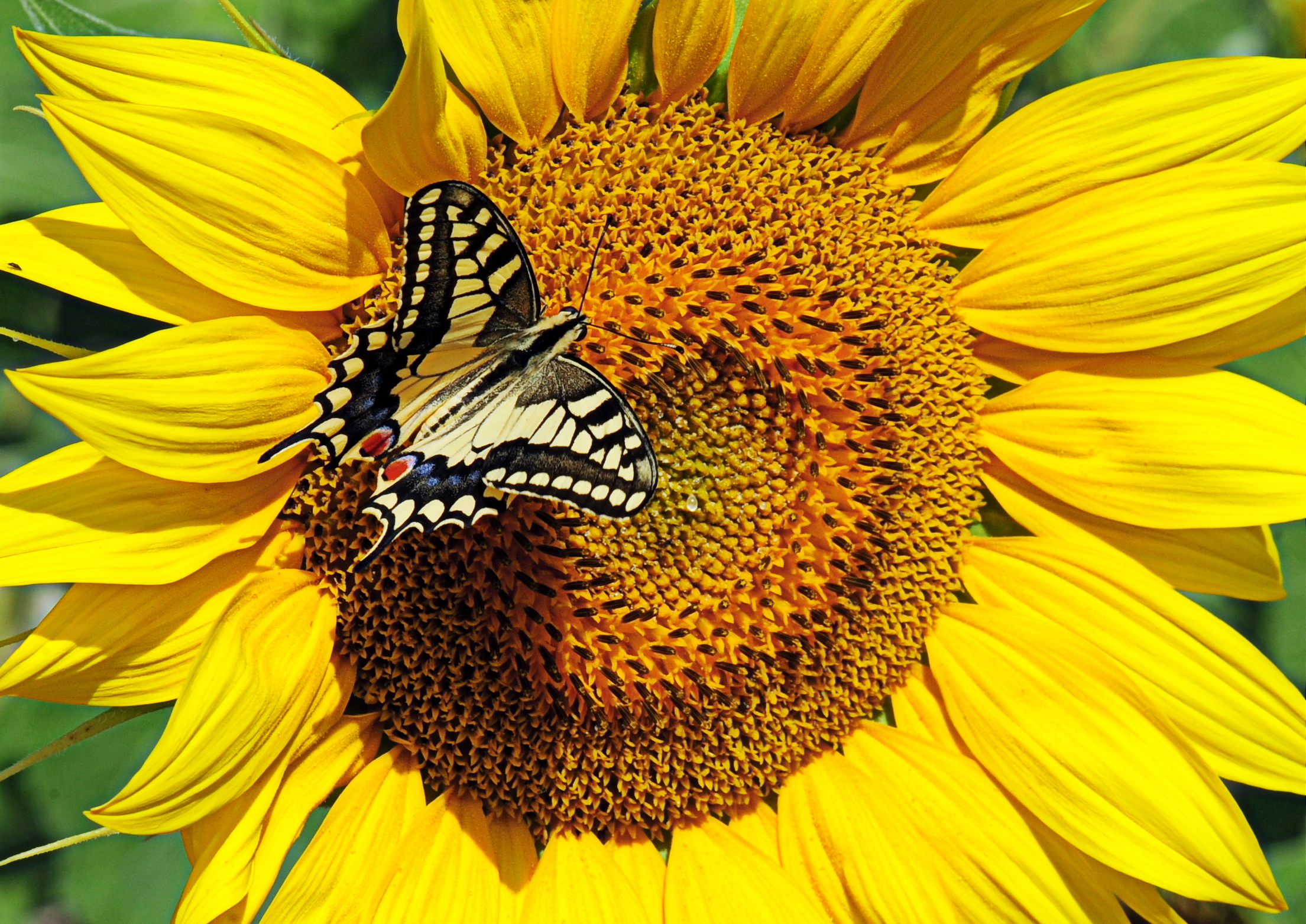 Butterfly on sunflower