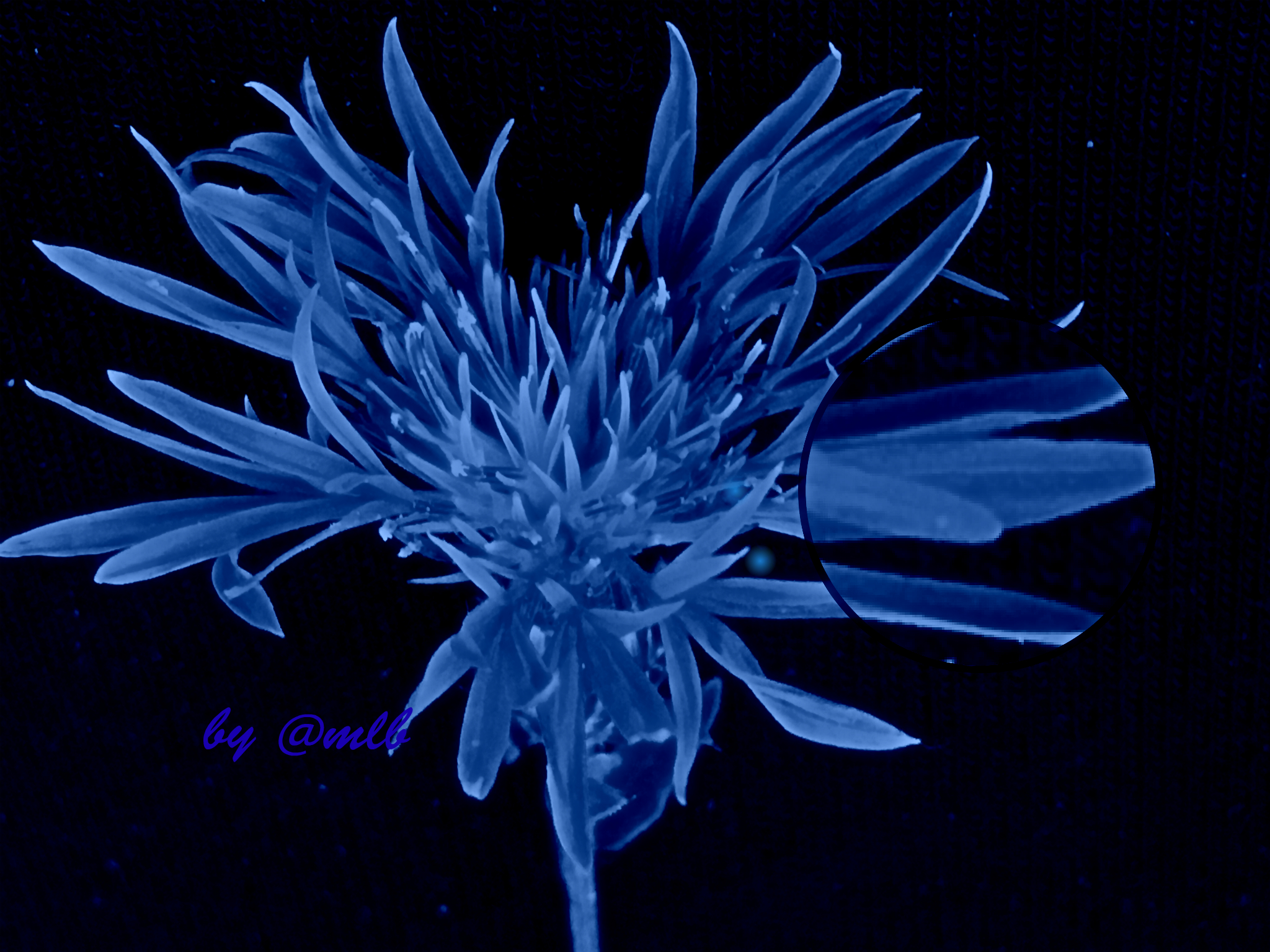 Blue Passion