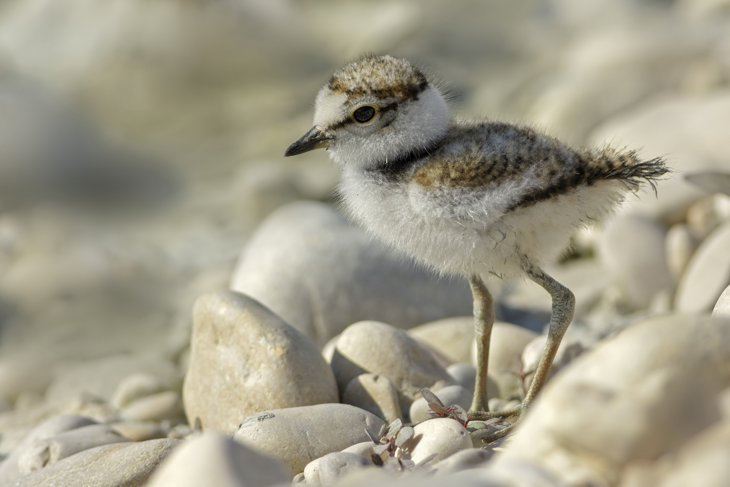Small Courier Small (Charadrius dubius)