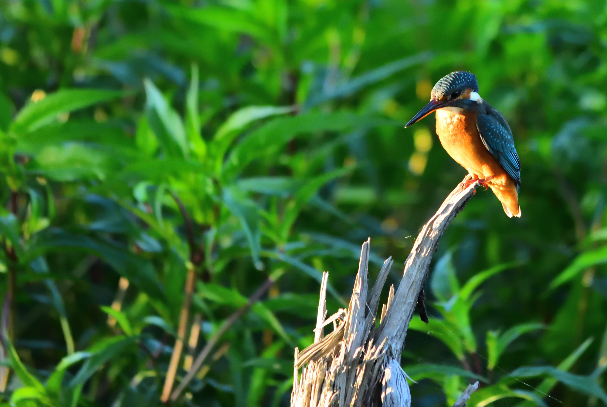 kingfisher