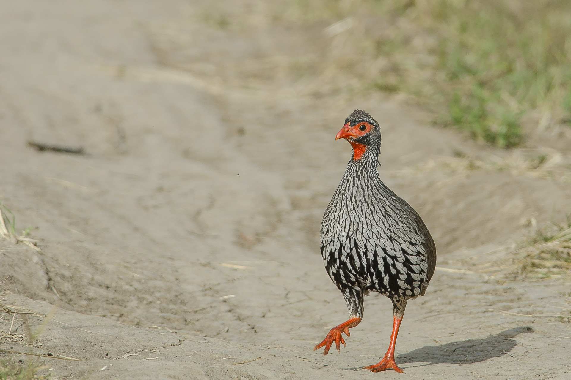 Crocodile (Red-necked Spurfowl)