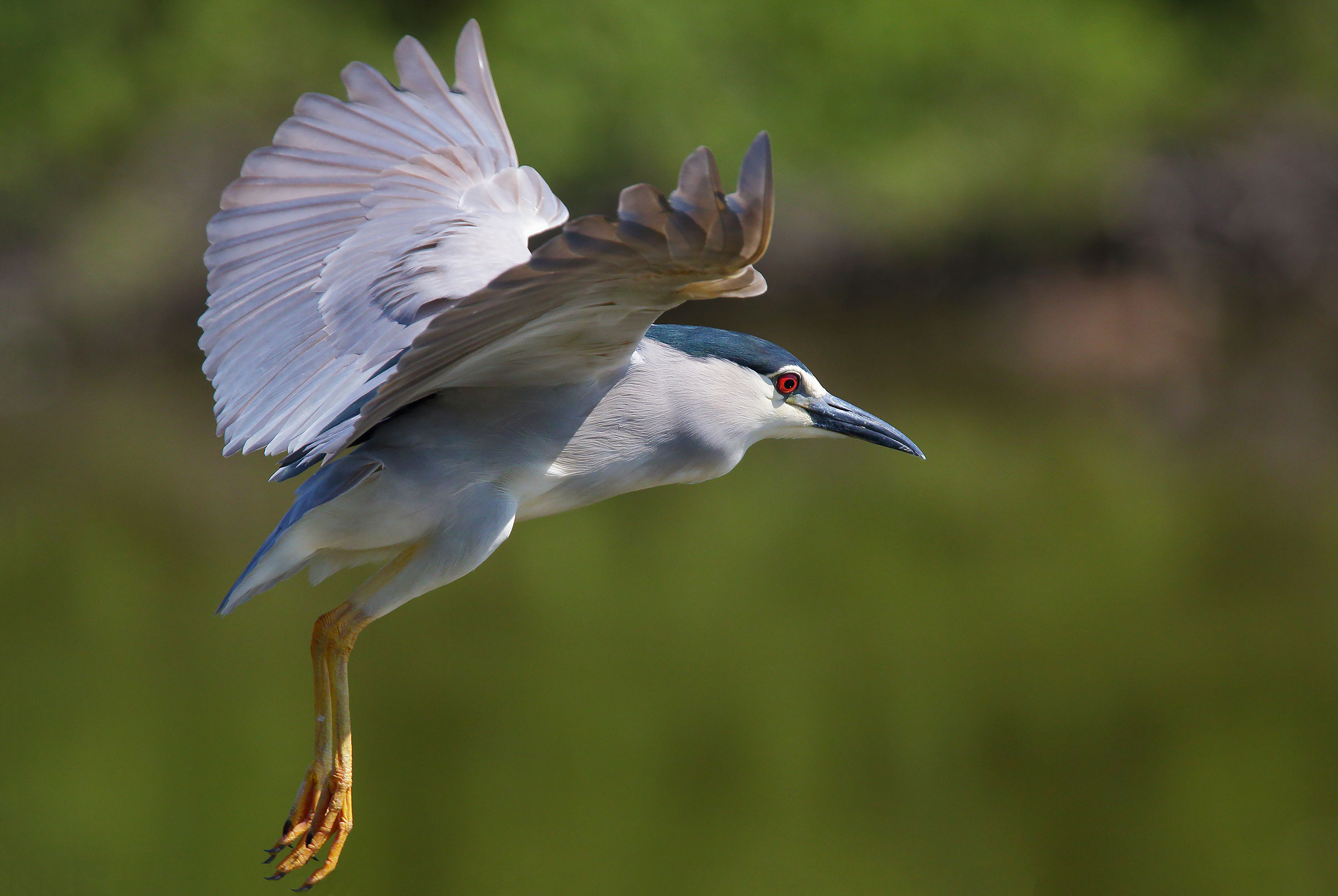 The flight of perlustration