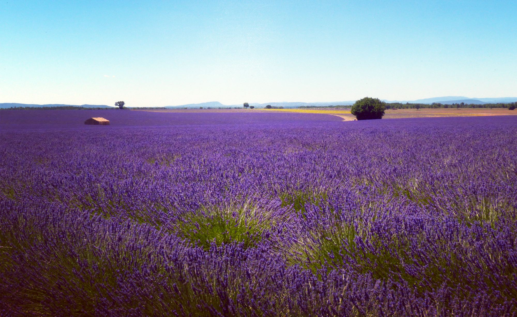 lavanda