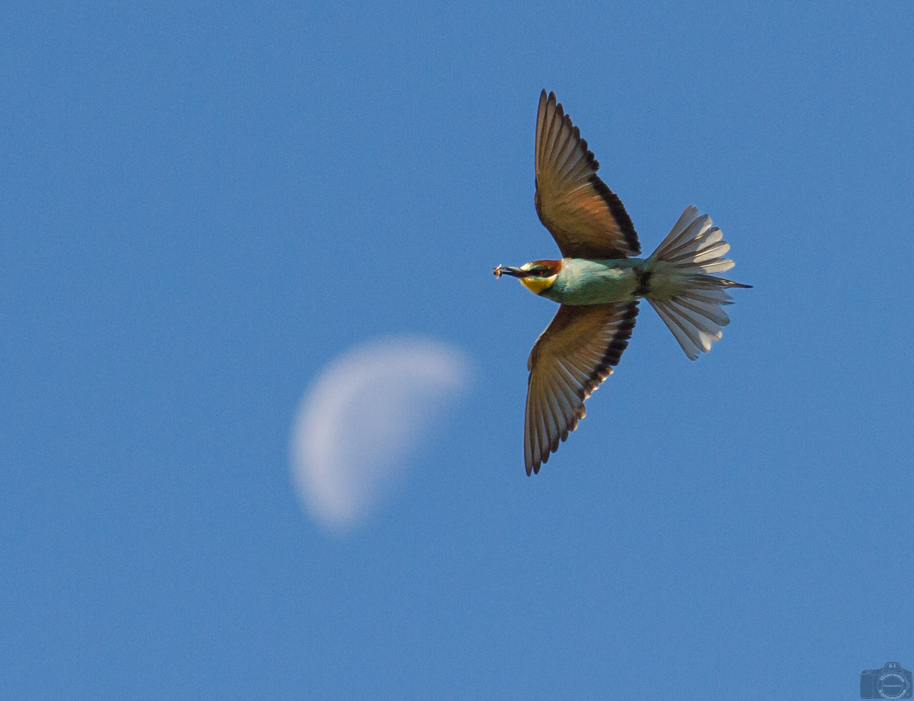 The Gruccione direction Luna.