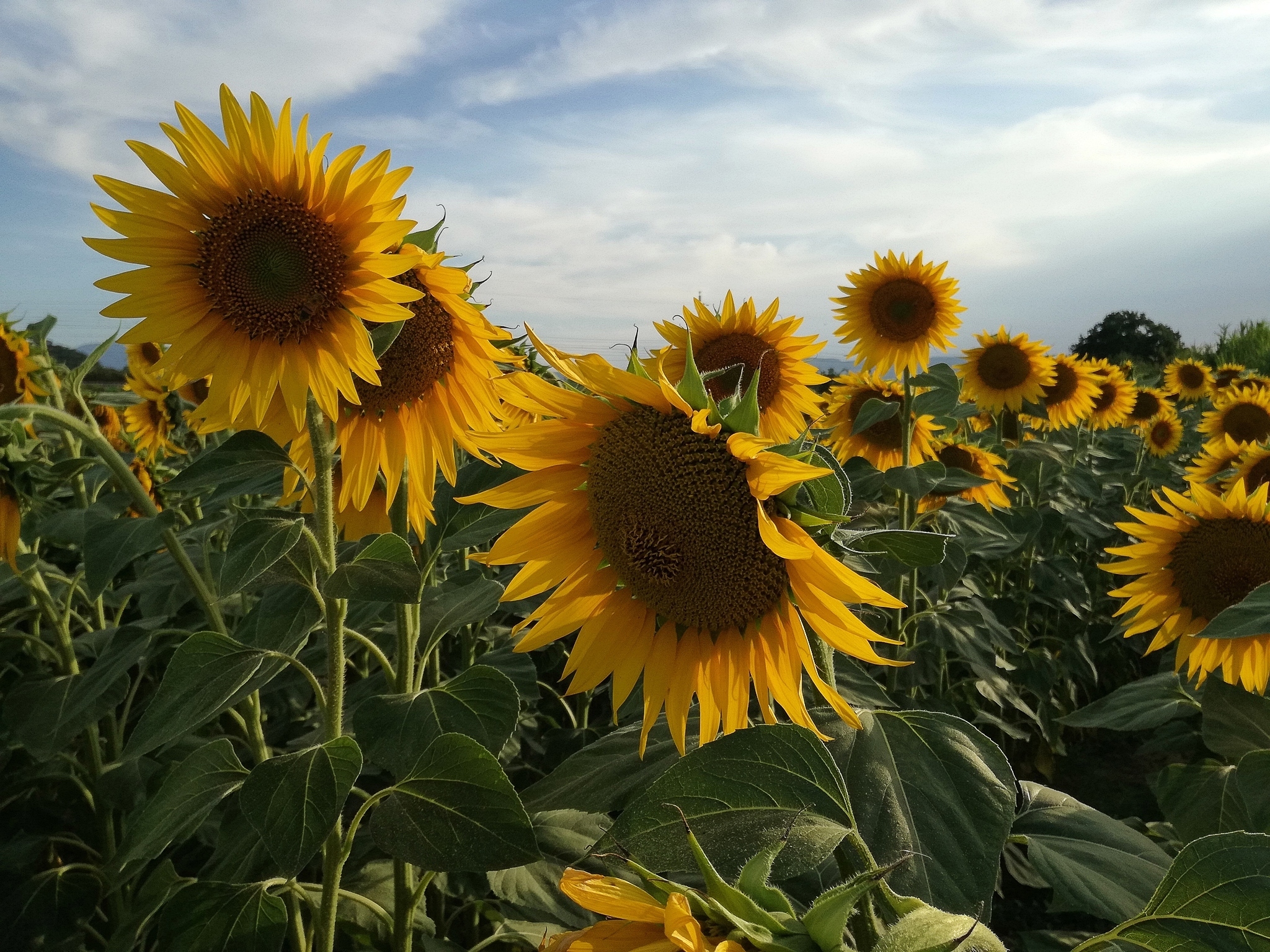 Hanging Chianini Sunflowers