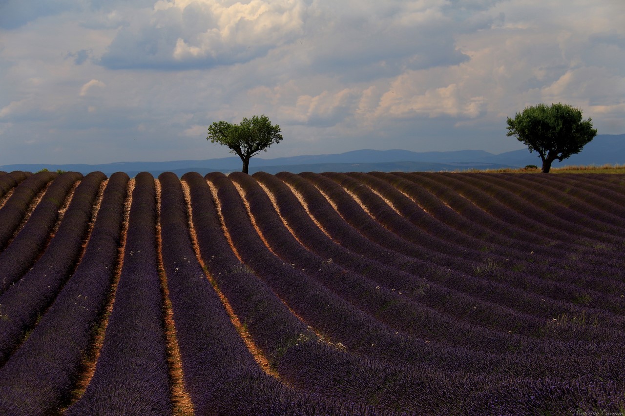 A very fragrant classic!