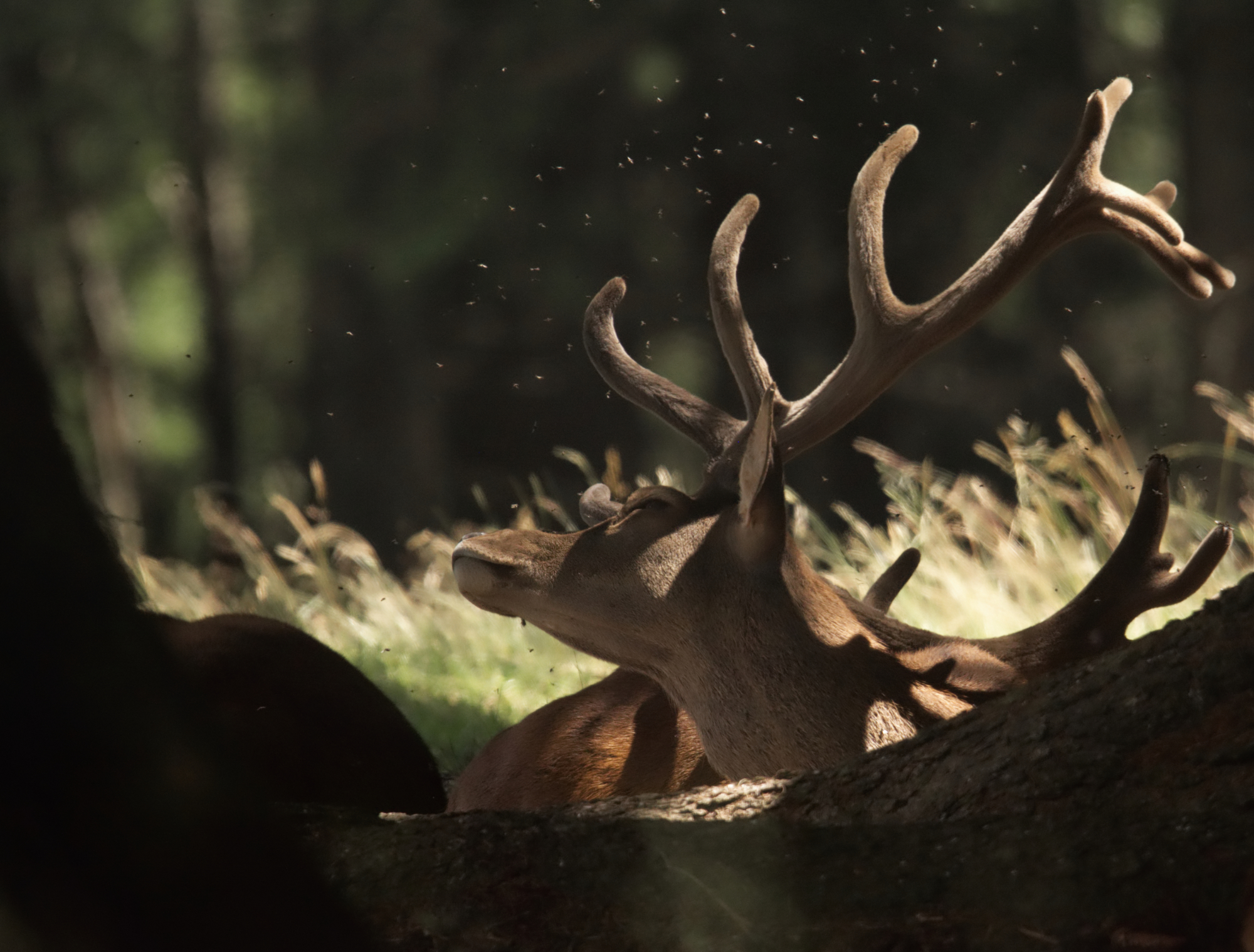 The king of the forest.