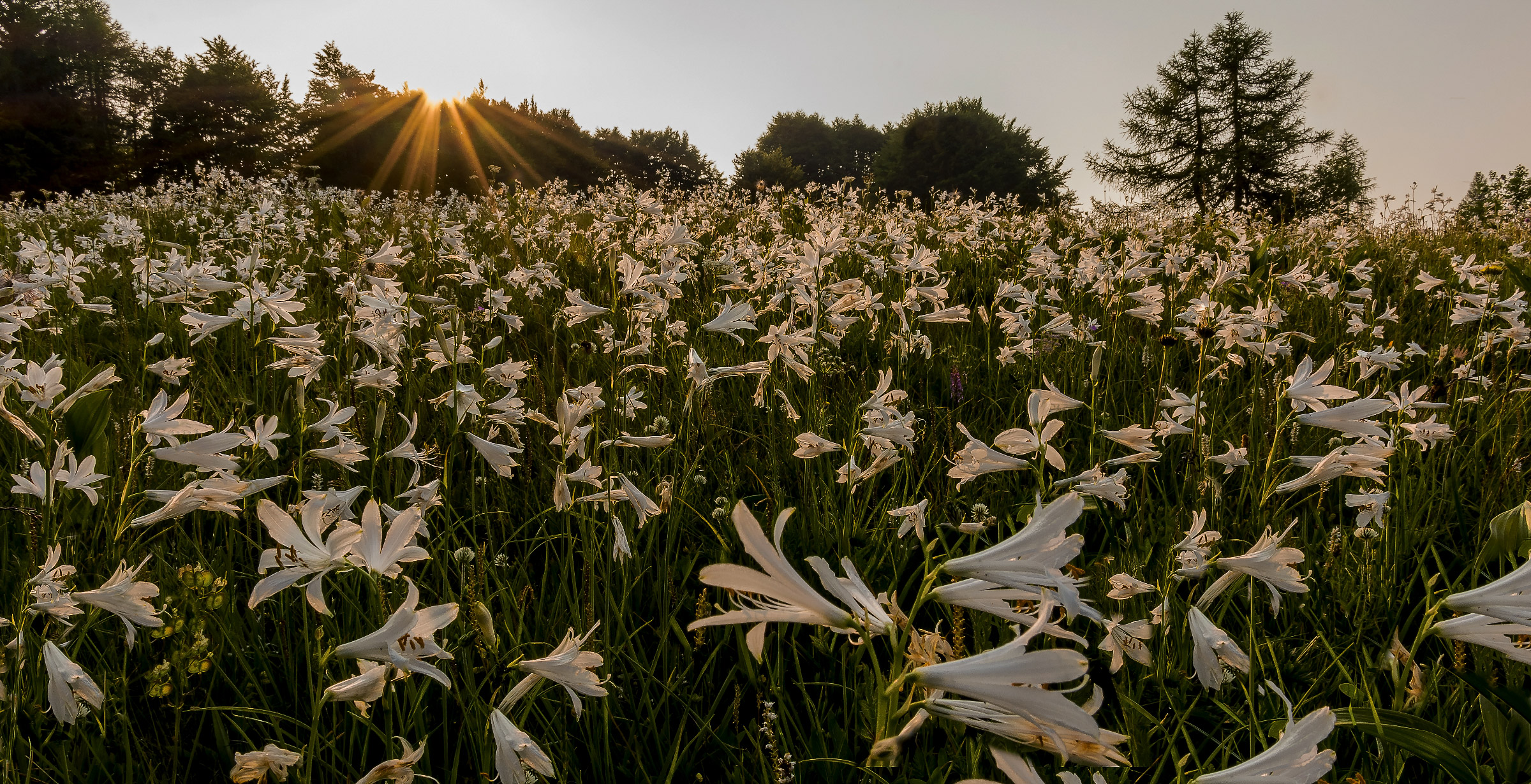 Ritorno al campo dei gigli