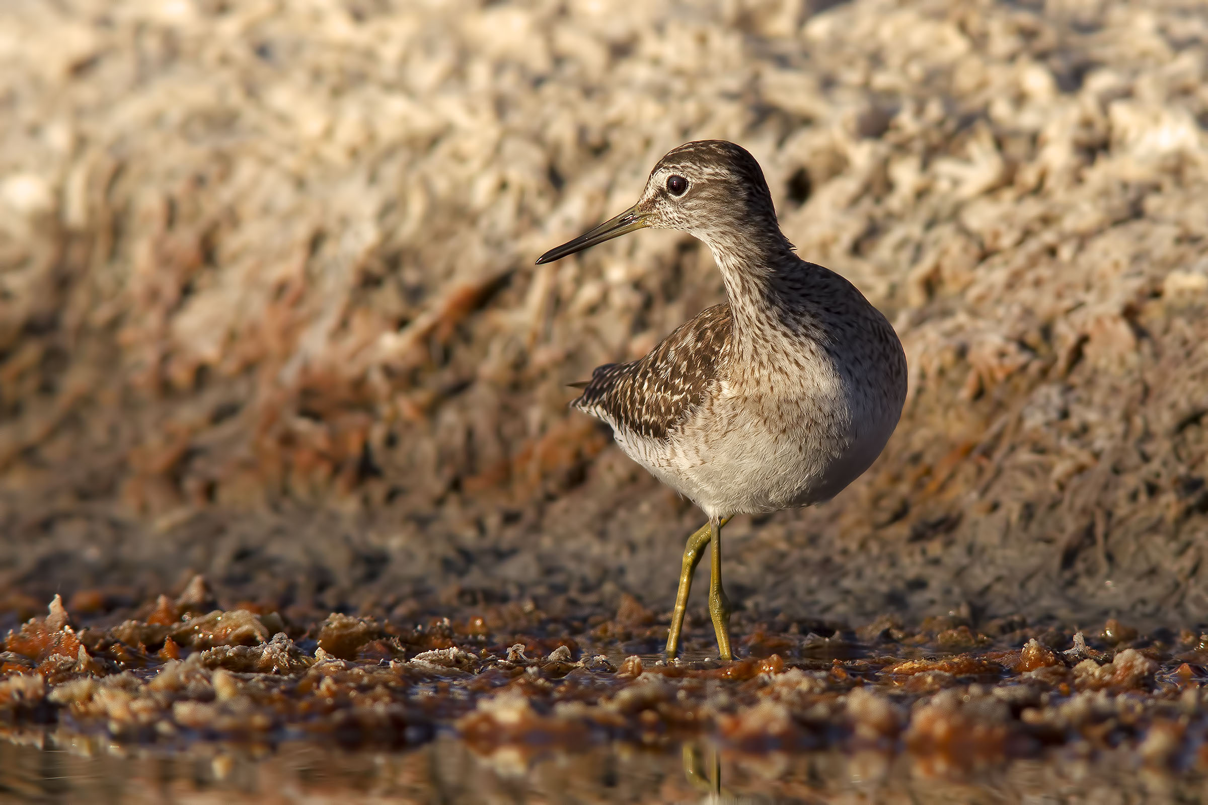 Piropiro Boschereccio