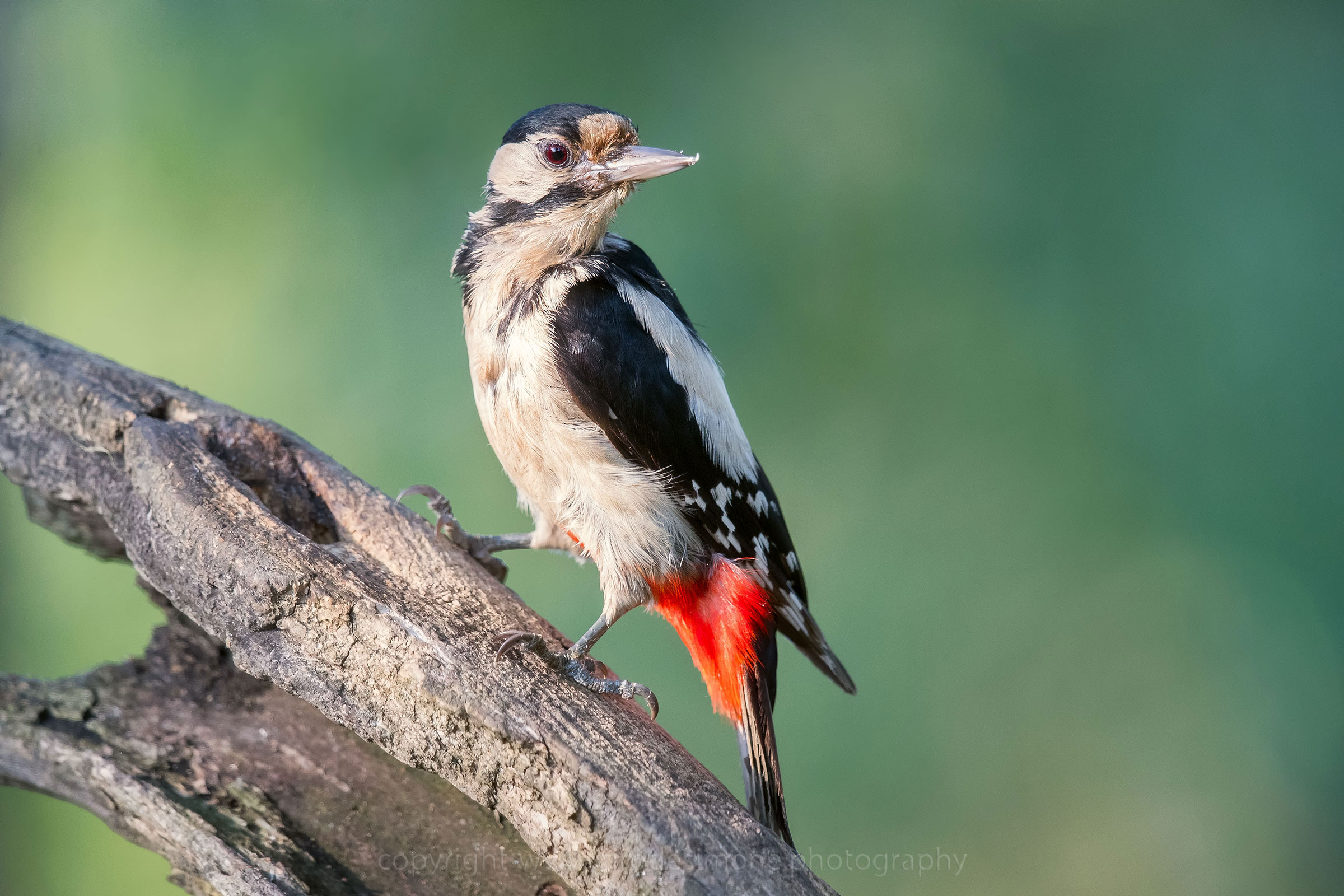 Picchio rosso maggiore