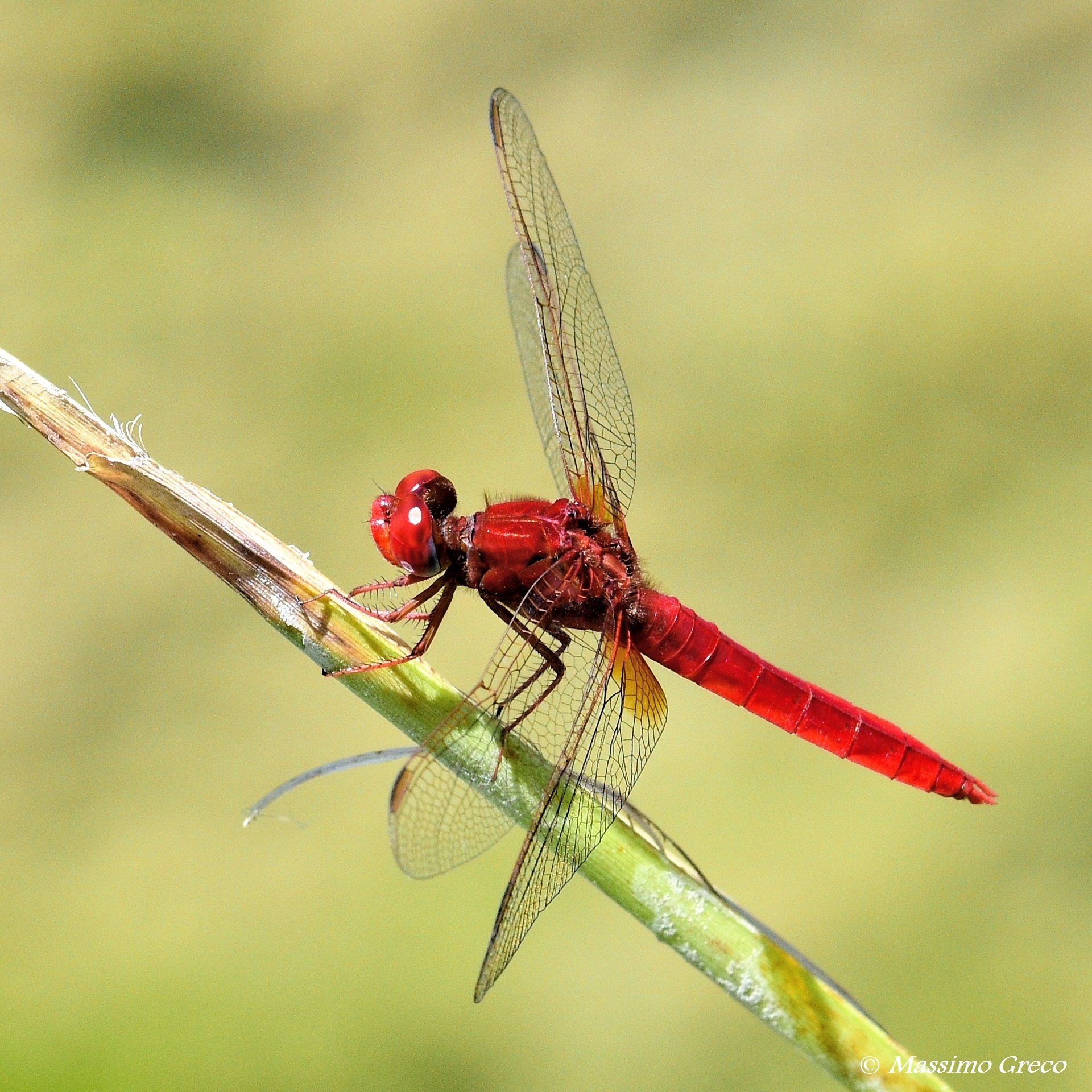 Crocothemis erythraea