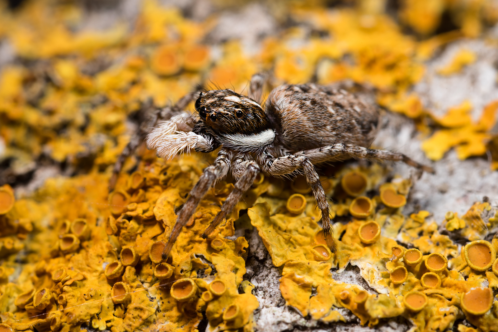 Menemerus semilimbatus