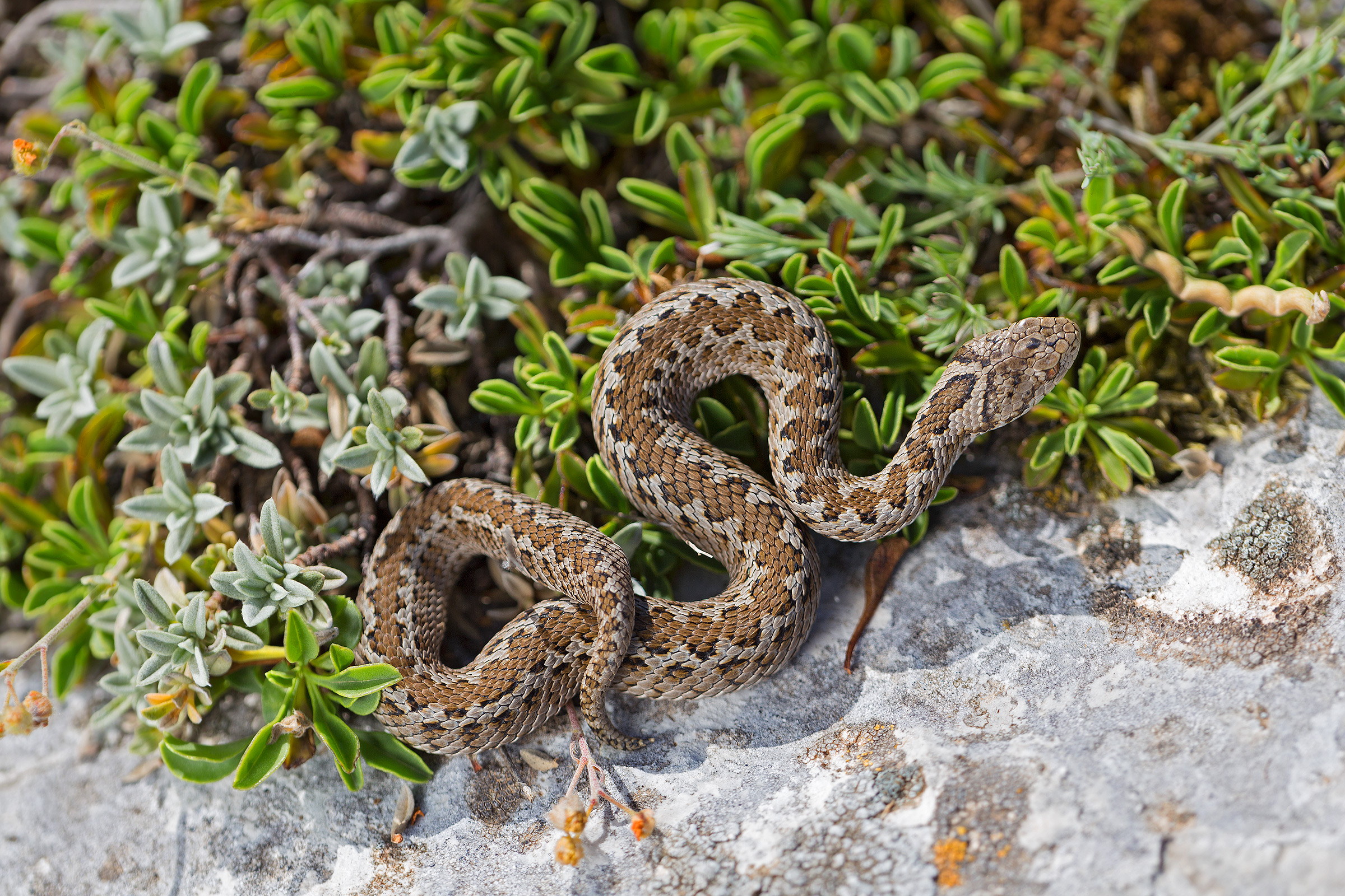 Vipera Ursinii (pattern)
