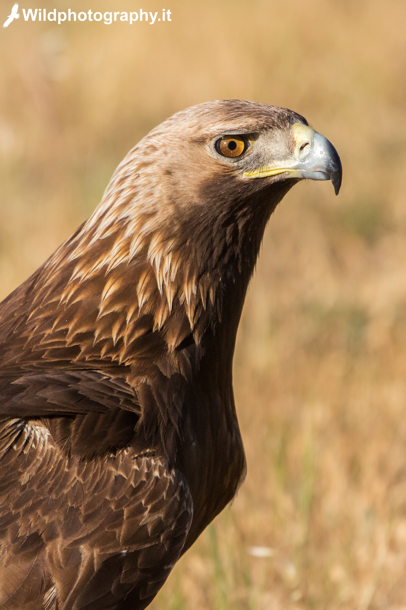 Real eagle, portrait