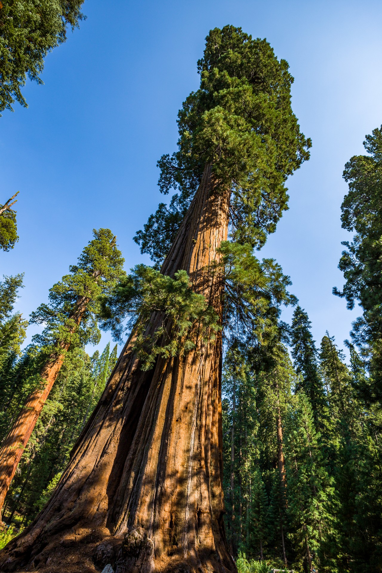 Sequoia National Park