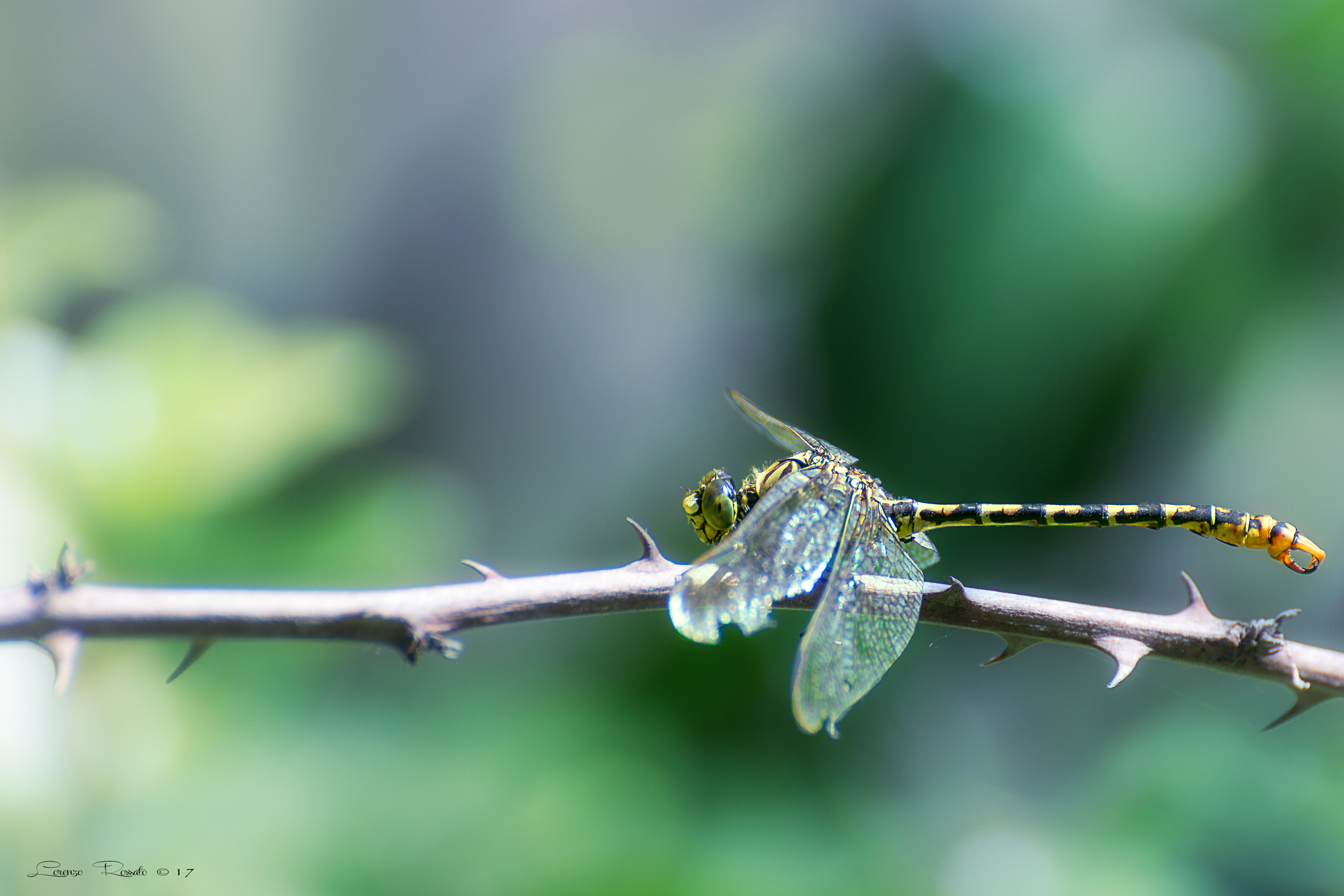 dragonfly