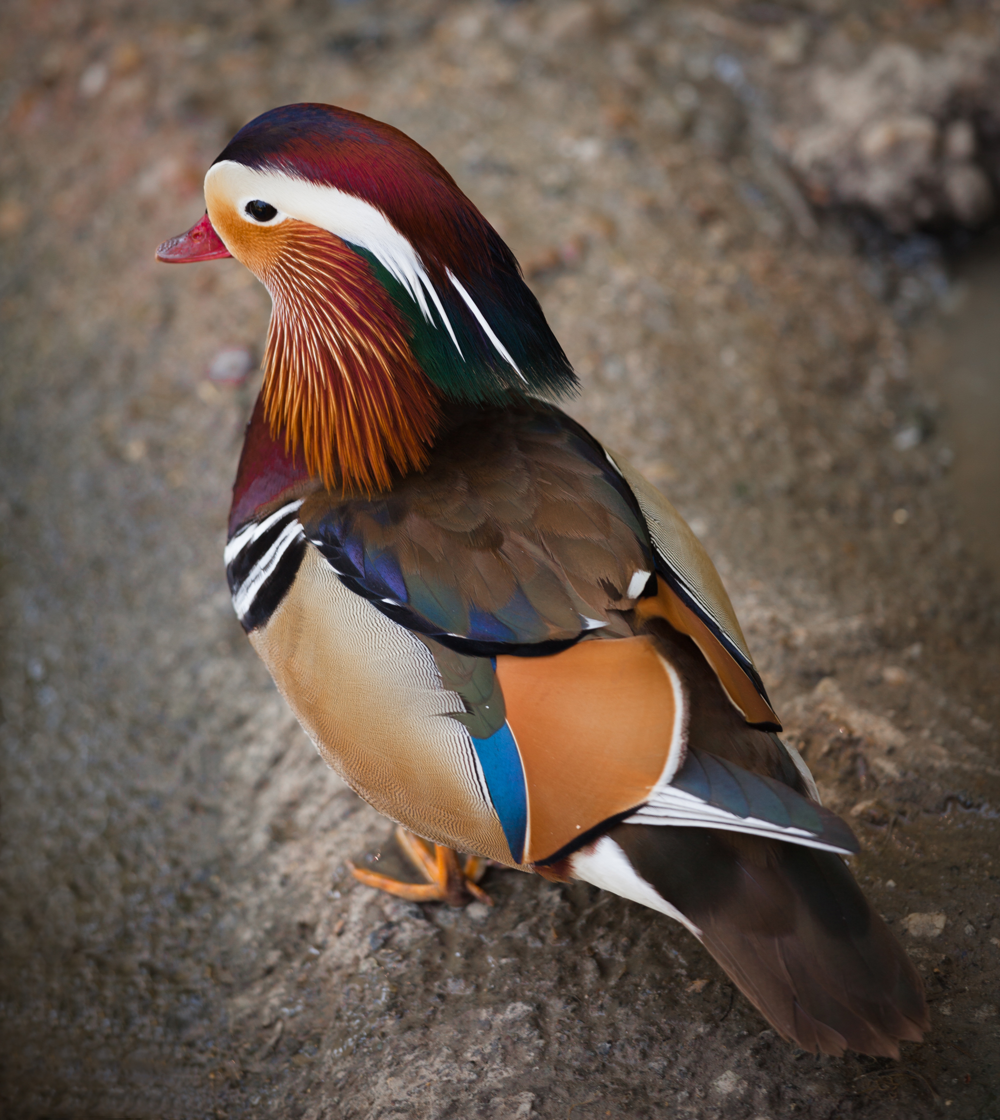 Mandarin Duck