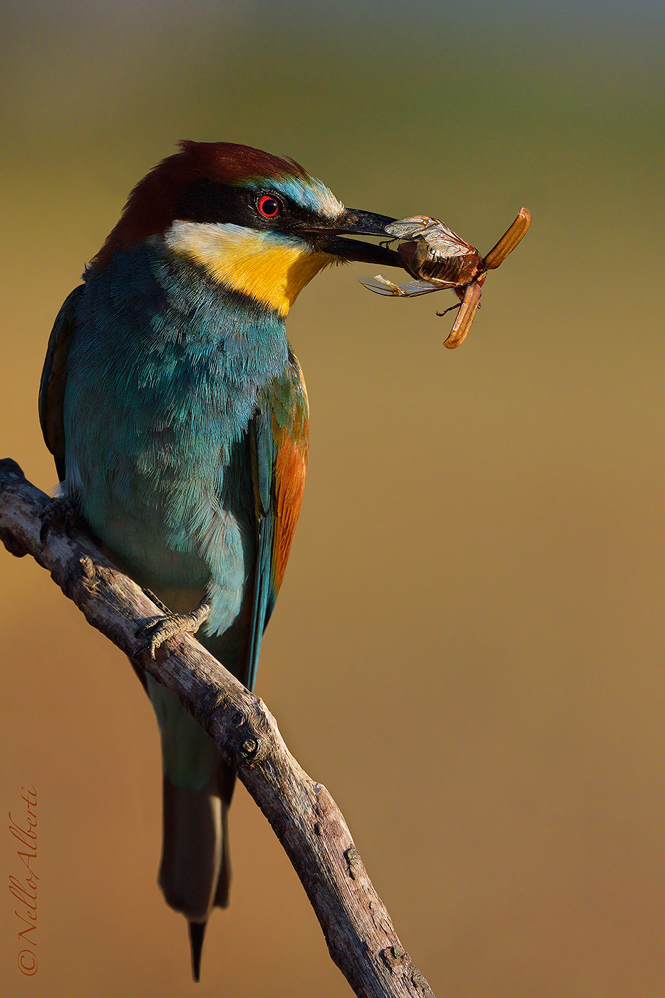 gruccione alle prime luci